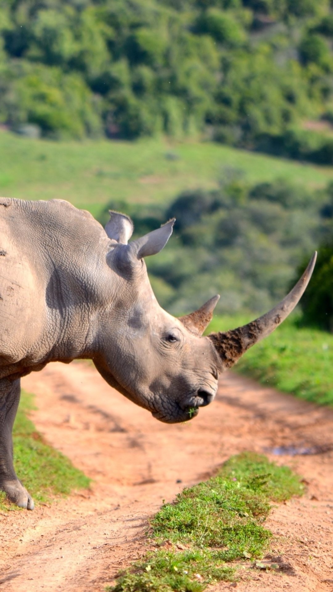 Rhino, Animals, Animal rhino, Rhino's world, 1080x1920 Full HD Phone