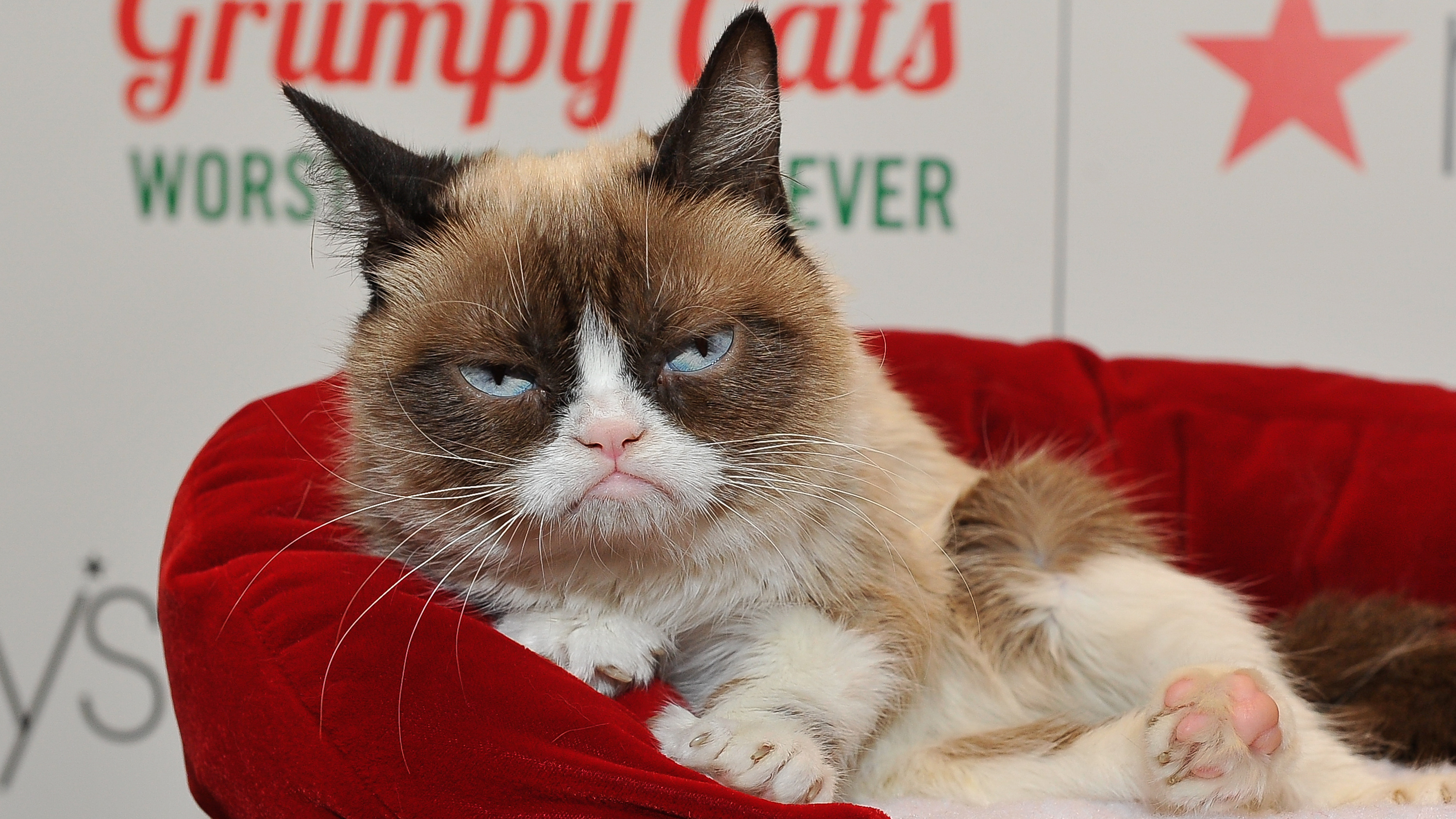 Grumpy Cat, Internet meme, CNN video, Celebrity cat's death, 3000x1690 HD Desktop