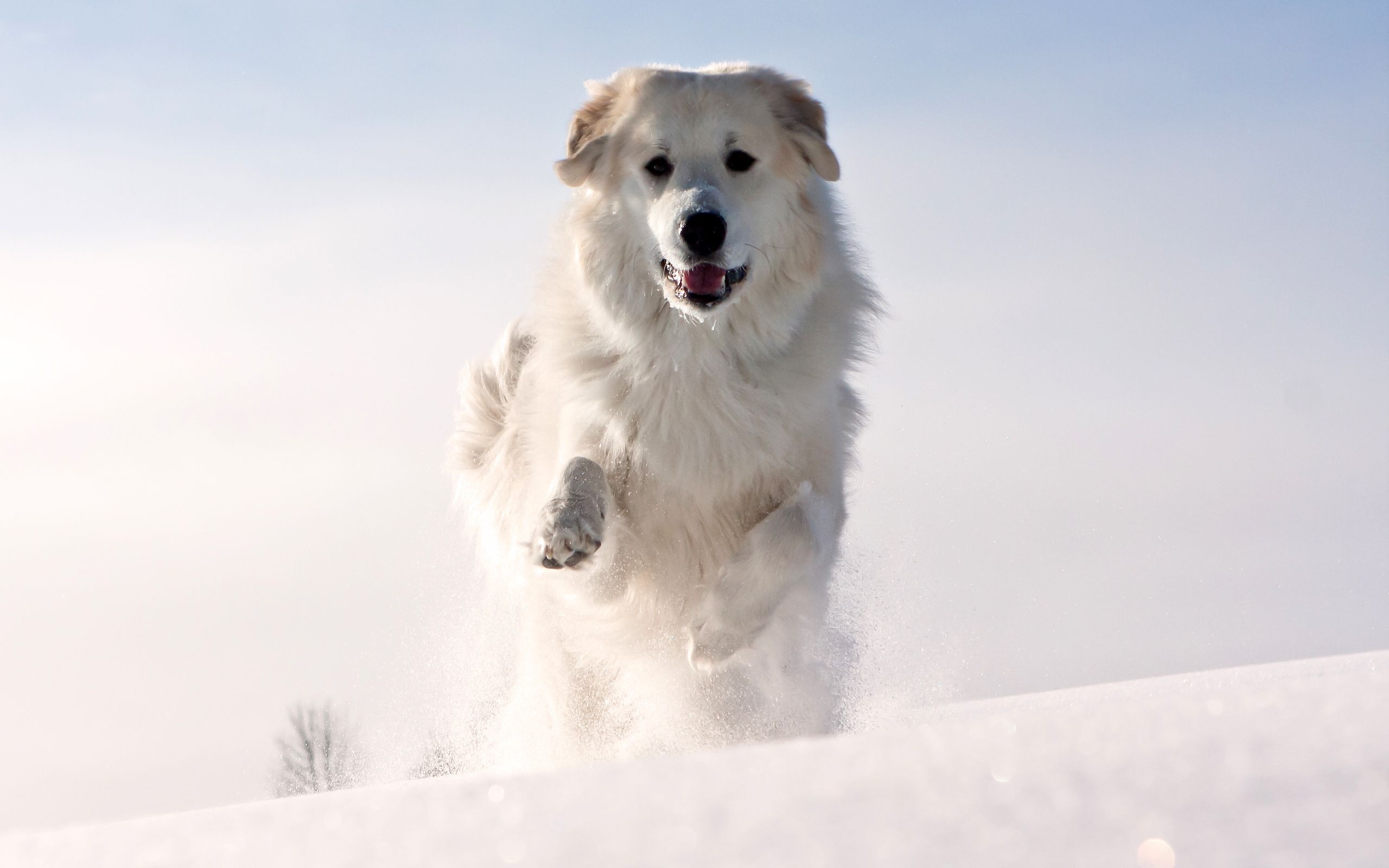 Great pyrenees, Majestic breed, Mountain dogs, Guardian, 2560x1600 HD Desktop