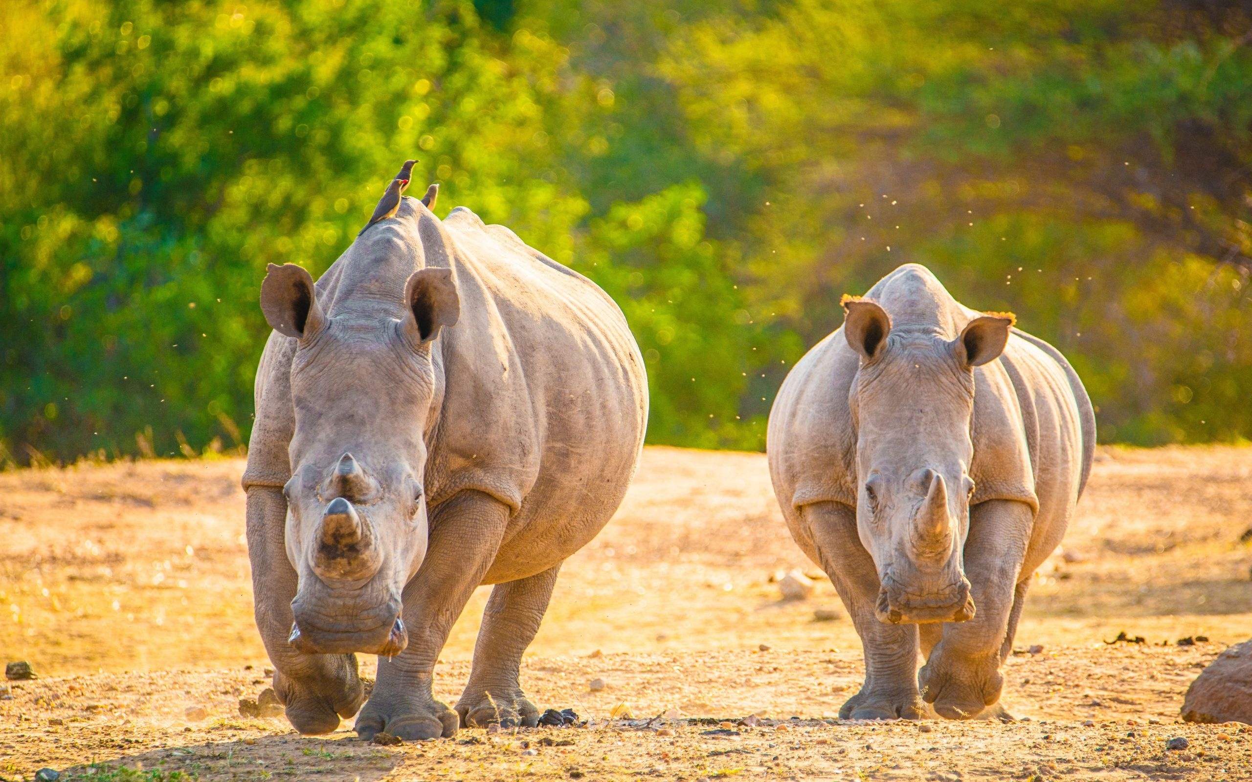 Rhino species, Majestic horn, Wildlife conservation, Savanna habitat, 2560x1600 HD Desktop