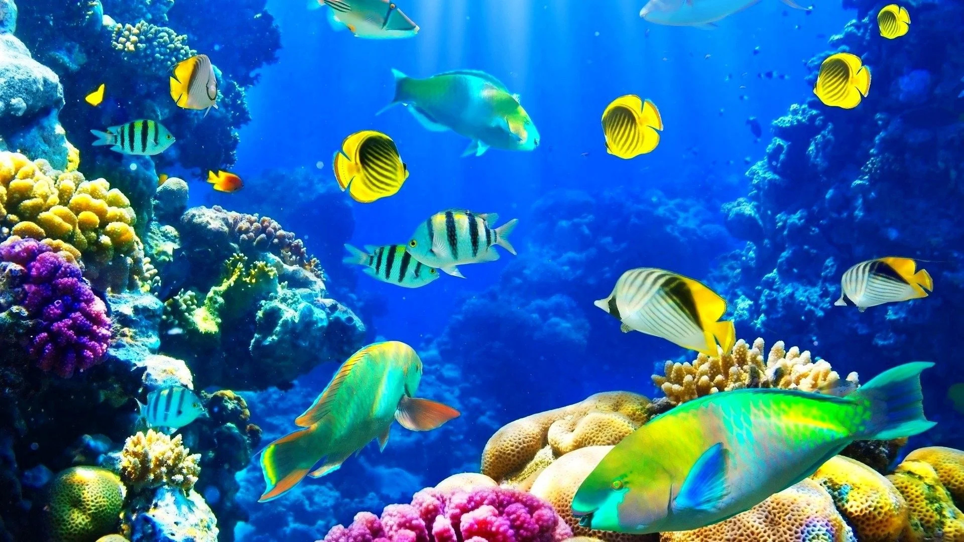 Underwater fish beauty, Captivating wallpapers, Marine life, Aquatic wonder, 1920x1080 Full HD Desktop