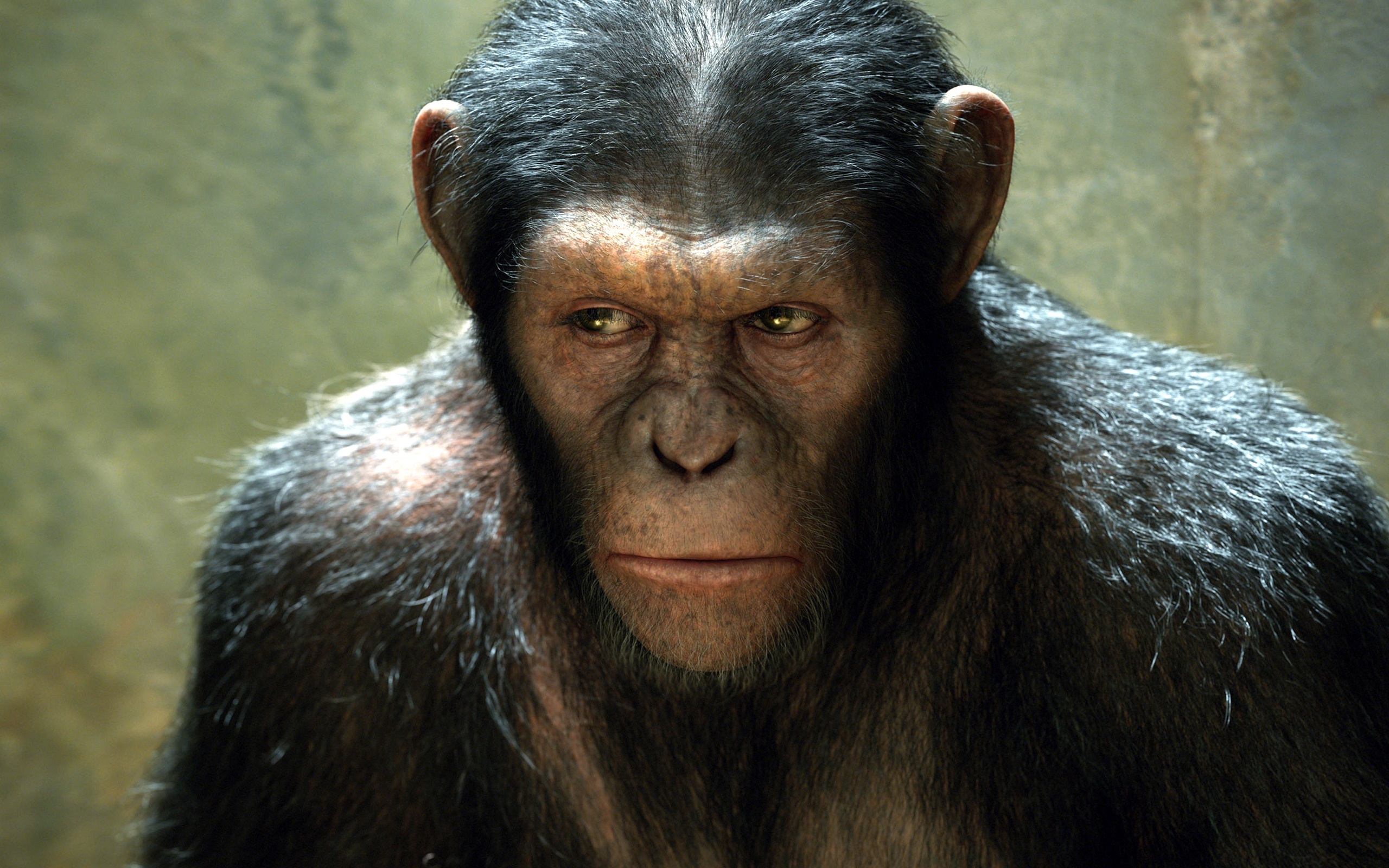 Planet of the Apes, Rise film, Wide wallpaper, 2560x1600 HD Desktop