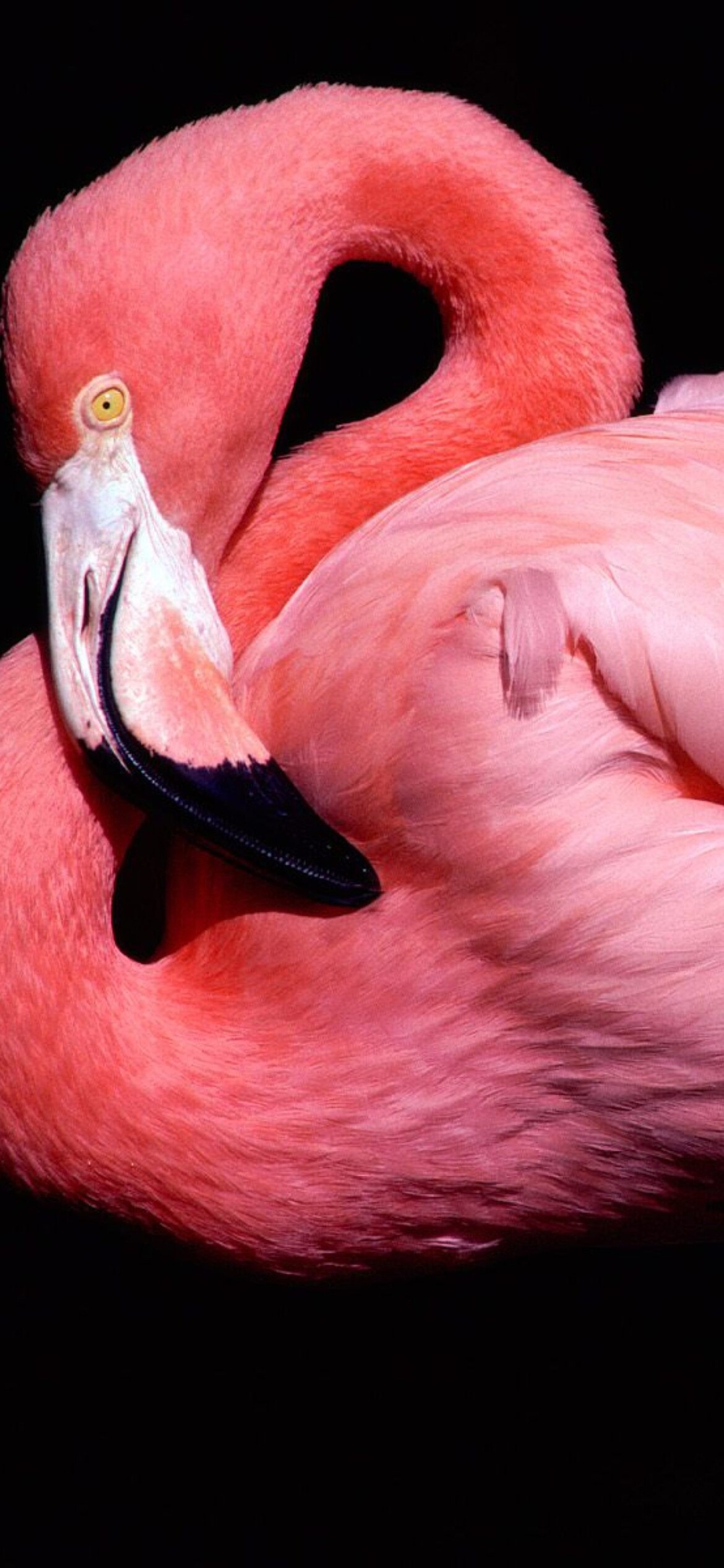Flamingo: Known for their pink plumage and habit of sleeping while standing on one leg. 1170x2540 HD Wallpaper.