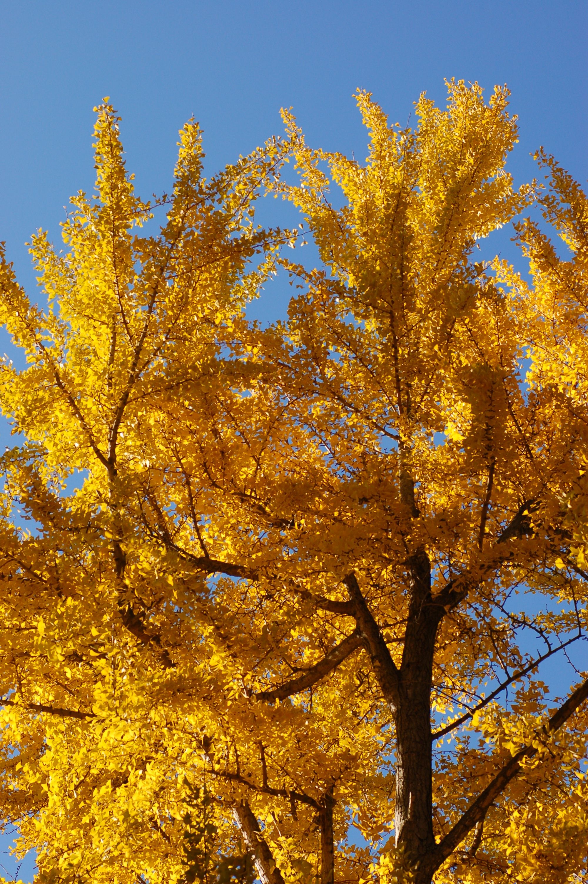 Ginkgo Biloba, Majestic tree, Golden foliage, Natural beauty, 2000x3010 HD Phone