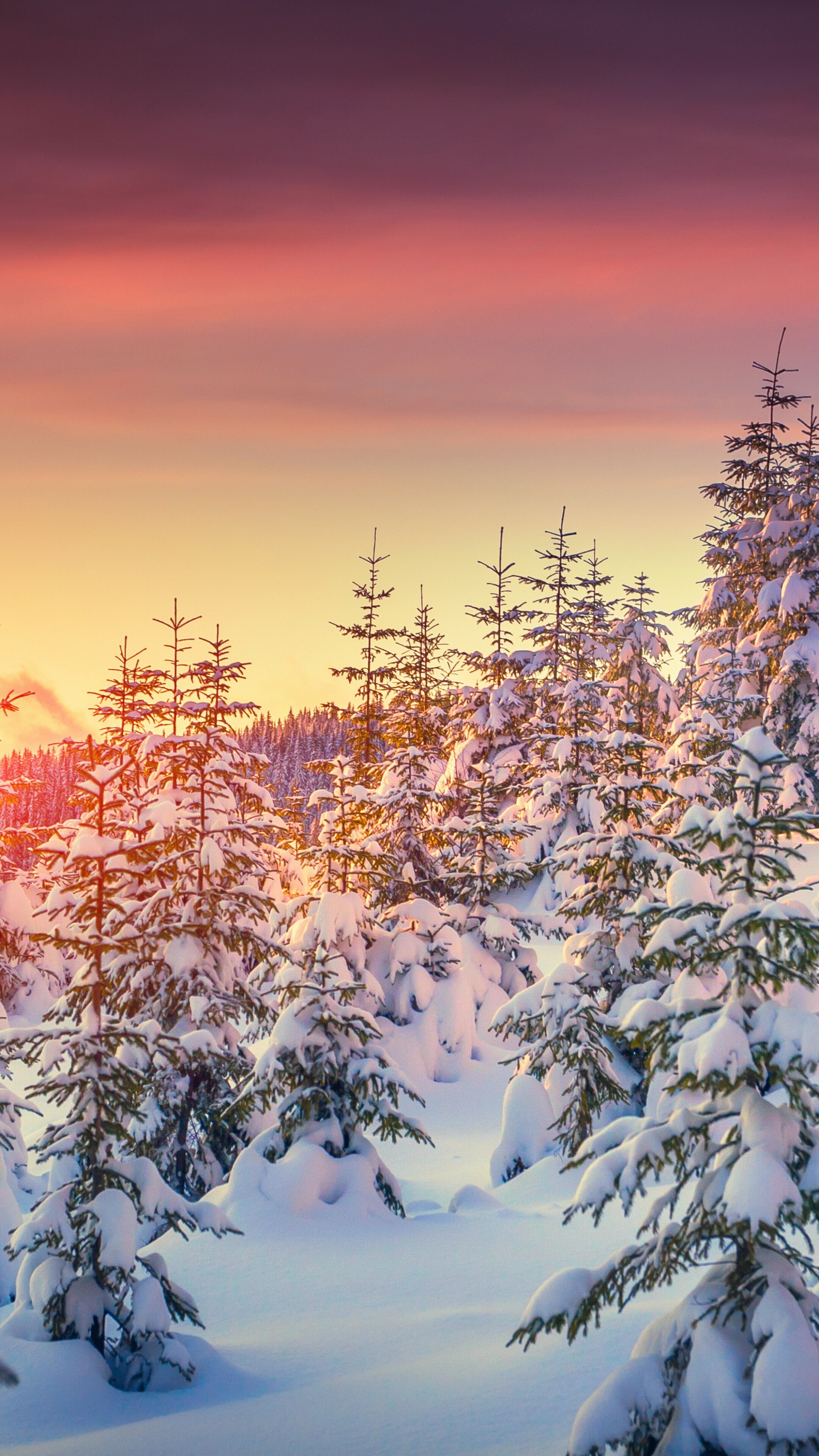 Winter: Season associated with plunging temperatures and icy weather, Snowy pines. 2160x3840 4K Wallpaper.