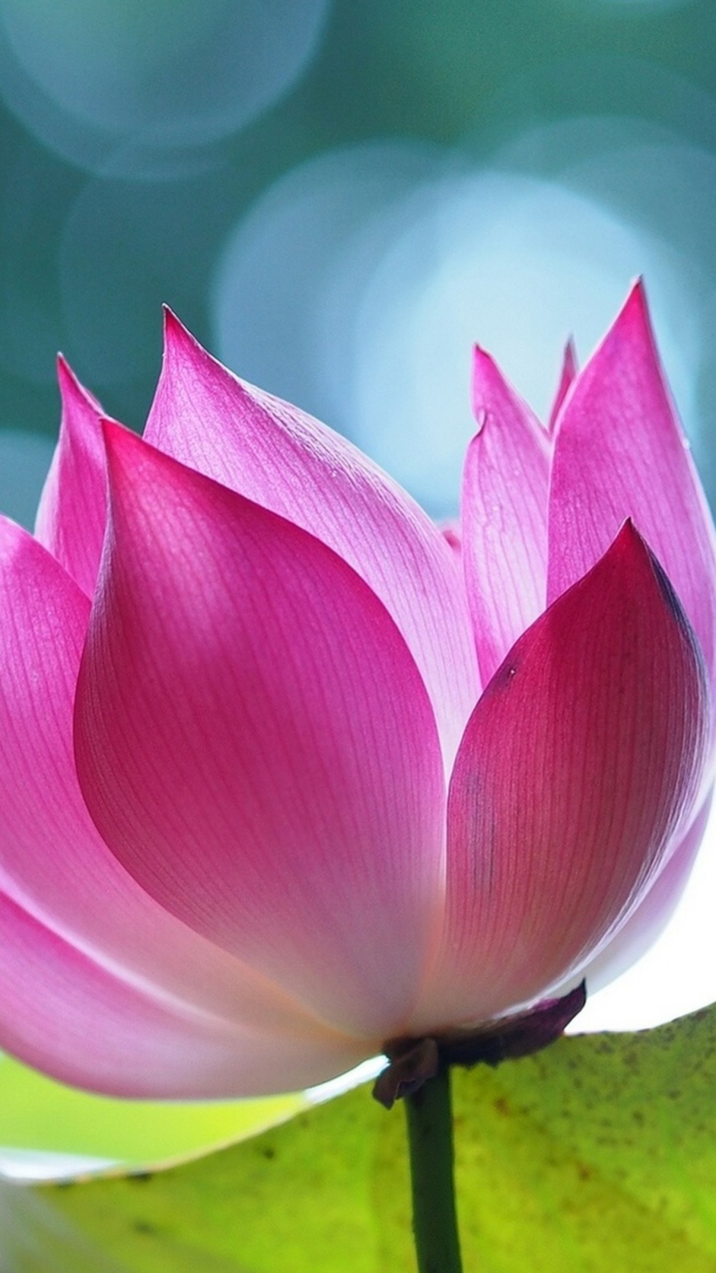Wallpaper lotus flower 4K, Nature's artwork, Exquisite beauty, Mesmerizing visuals, 1440x2560 HD Phone