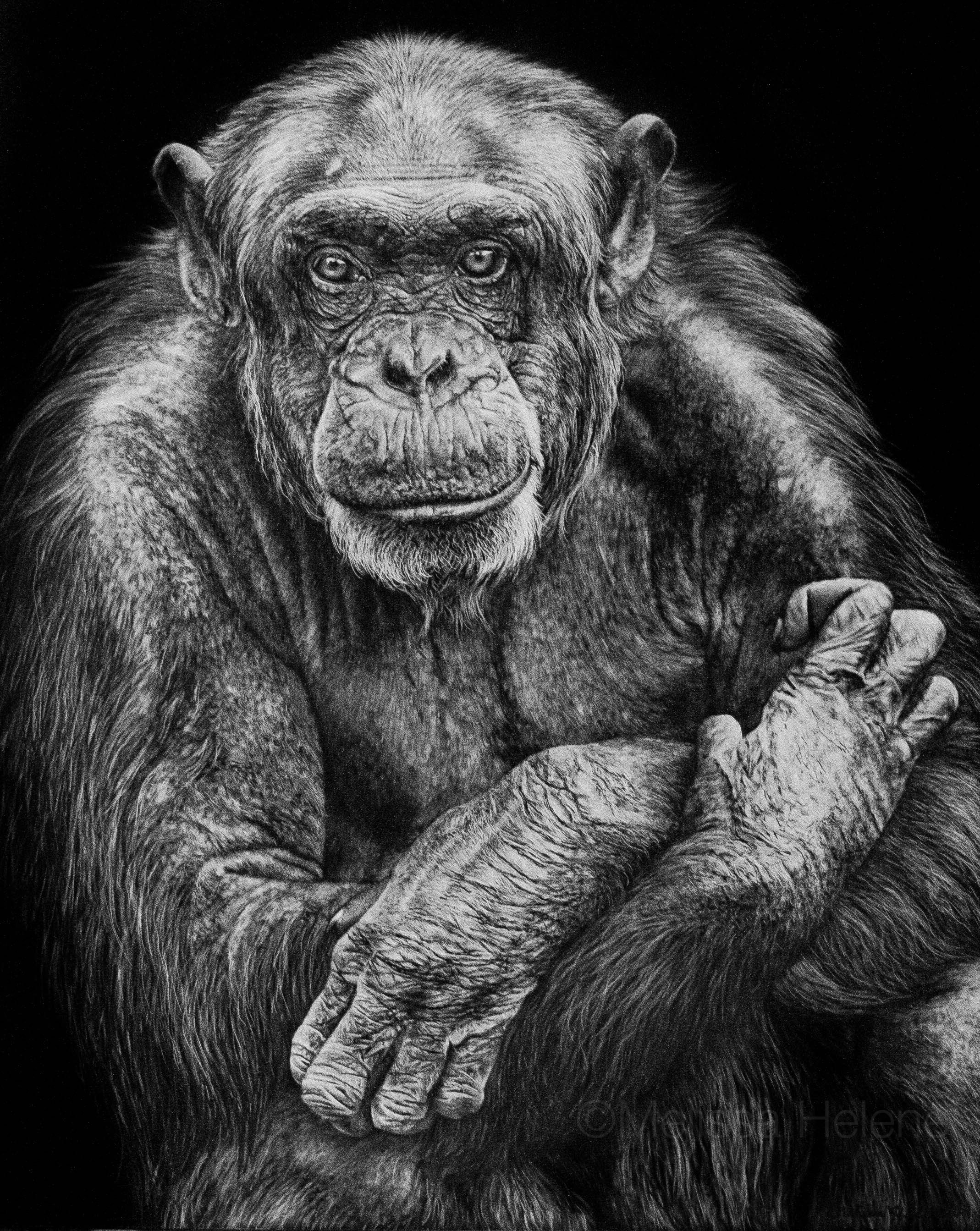 Cute chimpanzee, Animal love, Wildlife photography, 2140x2690 HD Phone
