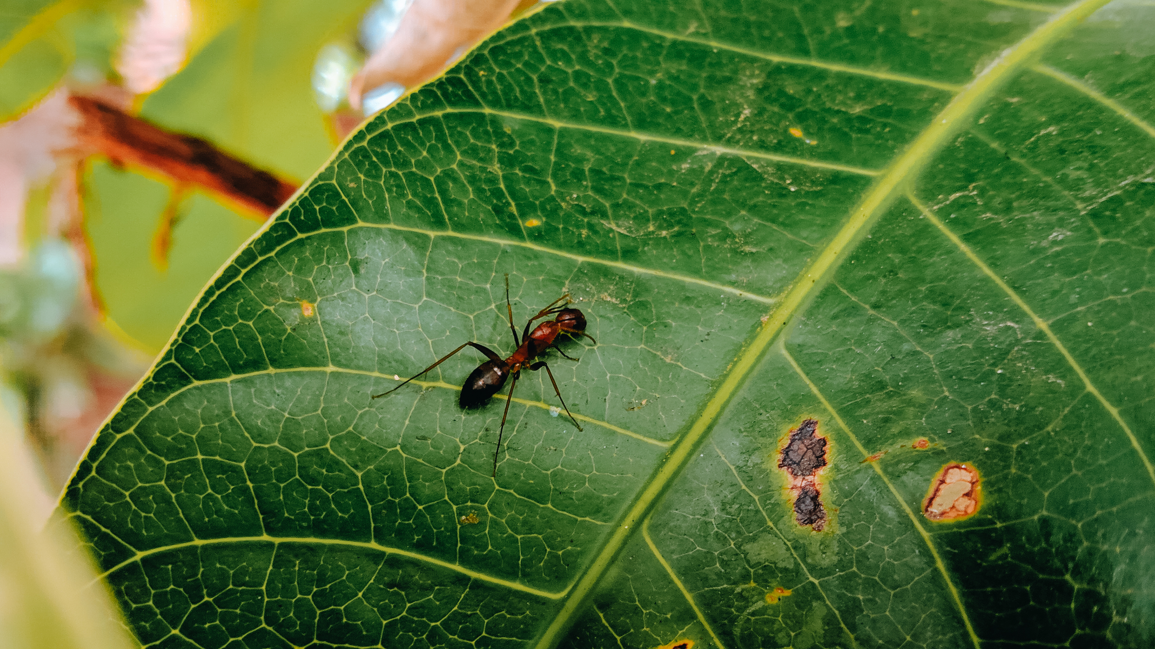 Black ant on leaf, Free stock photo, Nature's harmony, Balanced ecosystem, 3840x2160 4K Desktop