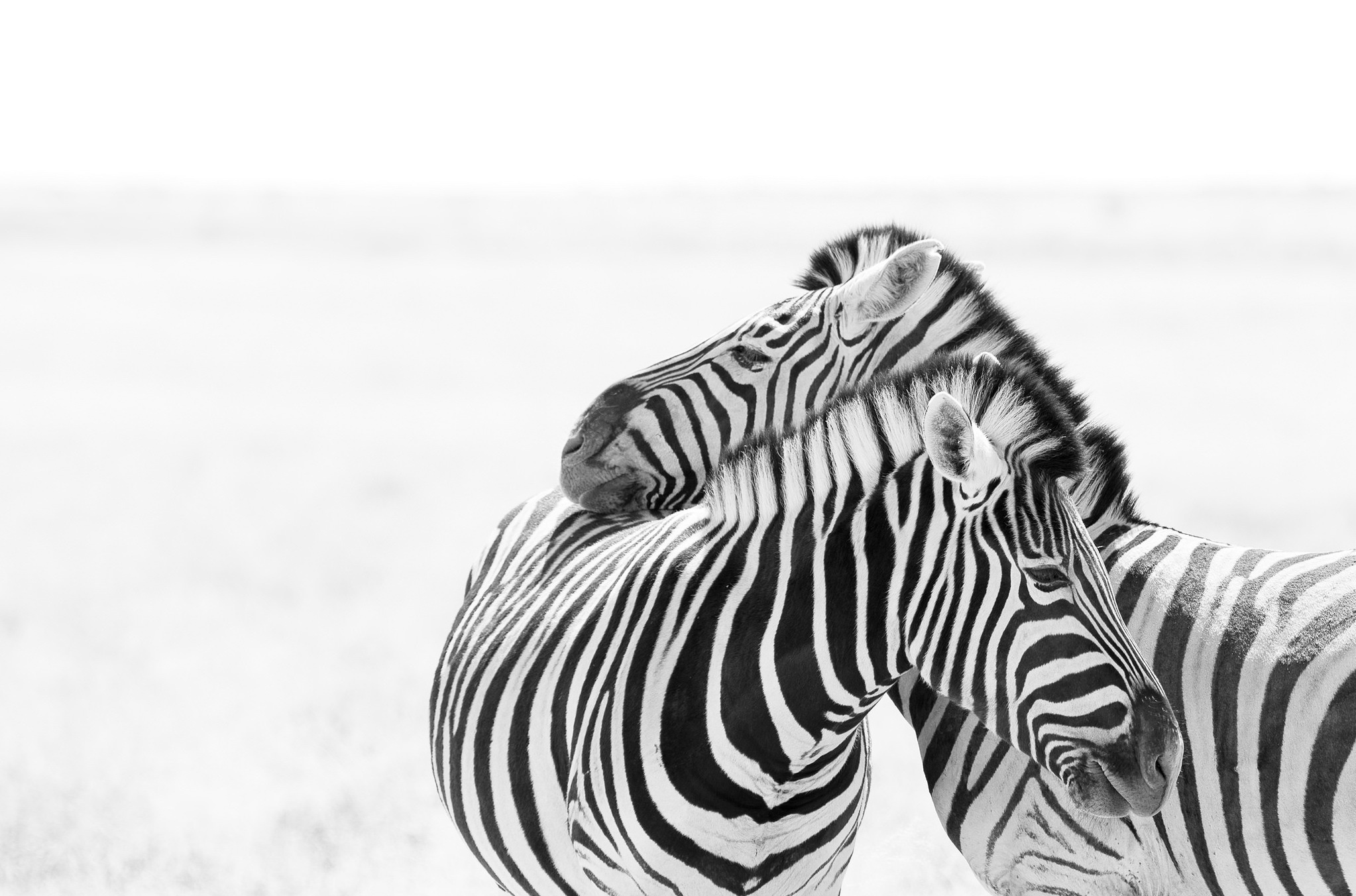170 zebra wallpapers, Diverse patterns, African savannah, Nature's diversity, 2050x1360 HD Desktop