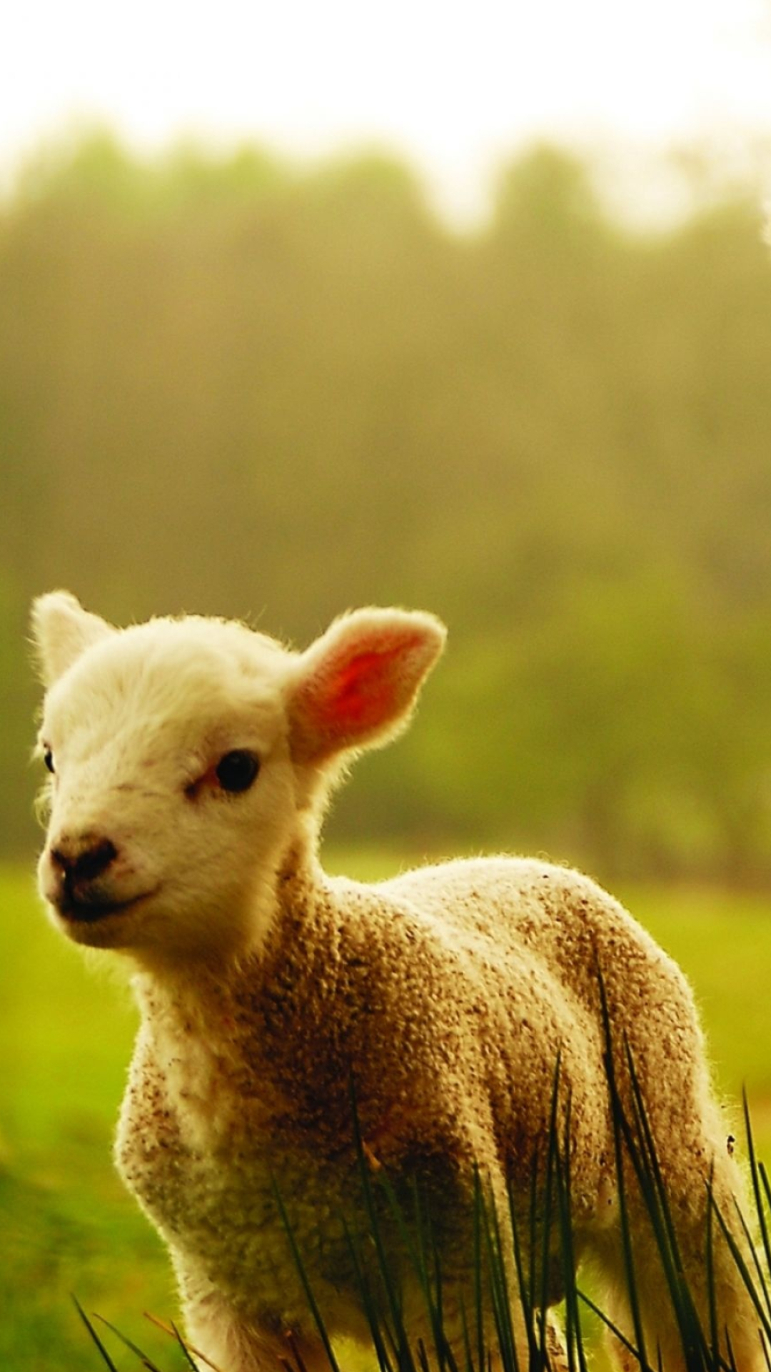 Animal sheep mobile wallpaper, Baby lamb, 1080x1920 Full HD Phone