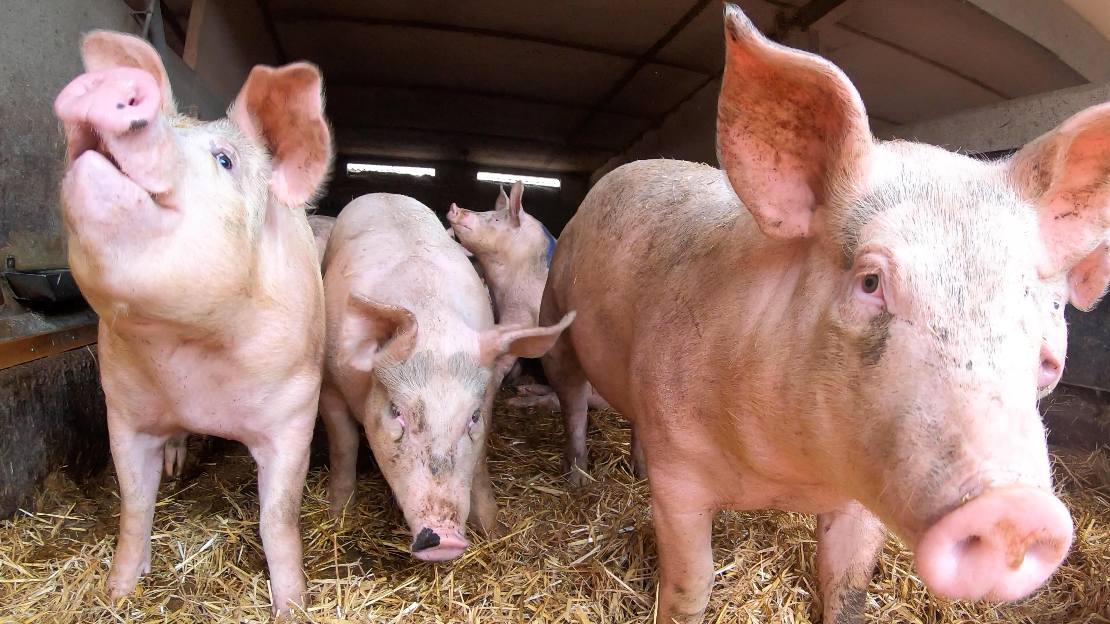 Crisis in pig industry, High costs in farming, Skills shortages, Impact on pig farming, 3840x2160 4K Desktop