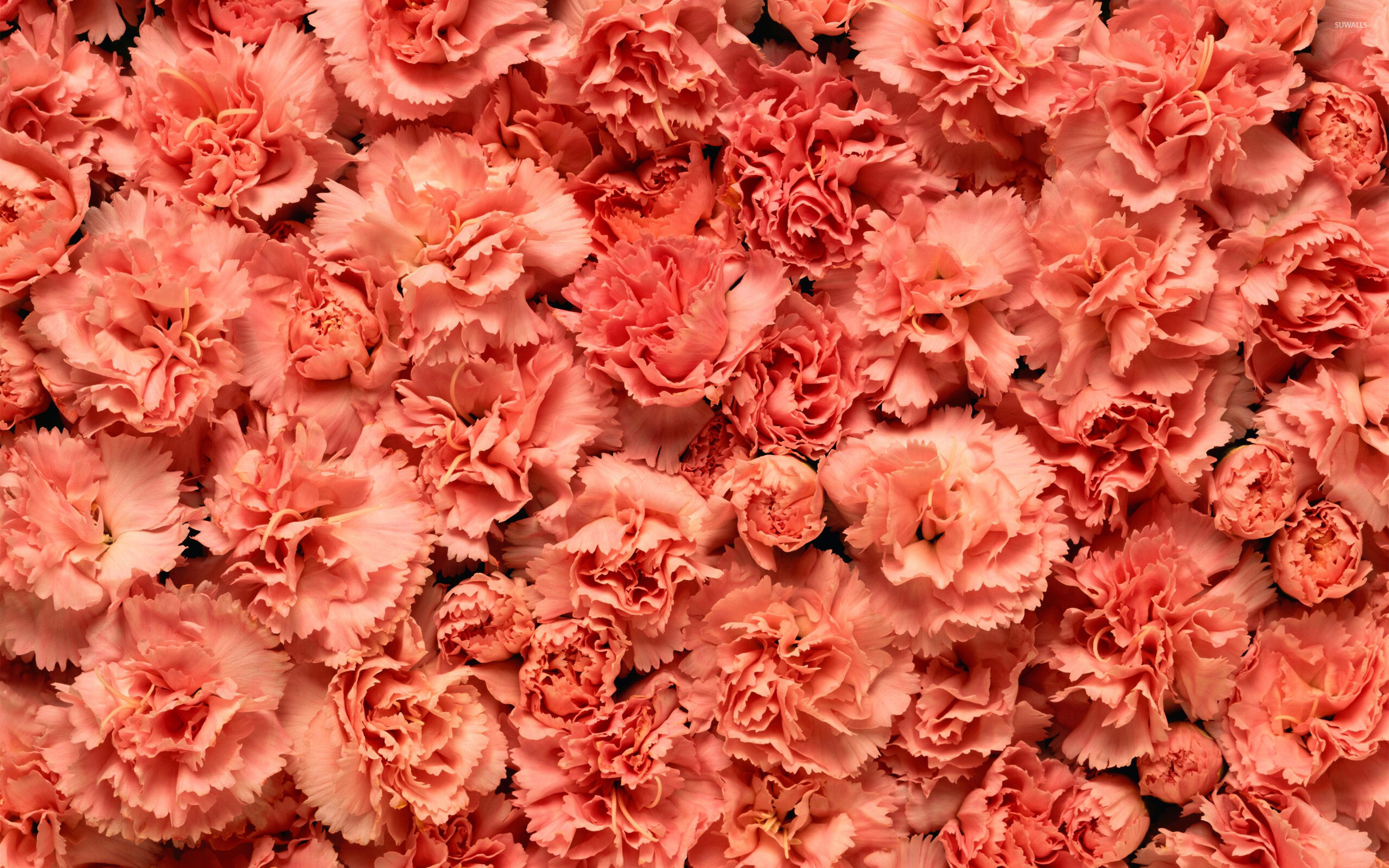 Carnation: Numerous cultivars have been selected for garden planting, Typical examples include 'Gina Porto', 'Helen', 'Laced Romeo', and 'Red Rocket'. 2560x1600 HD Wallpaper.