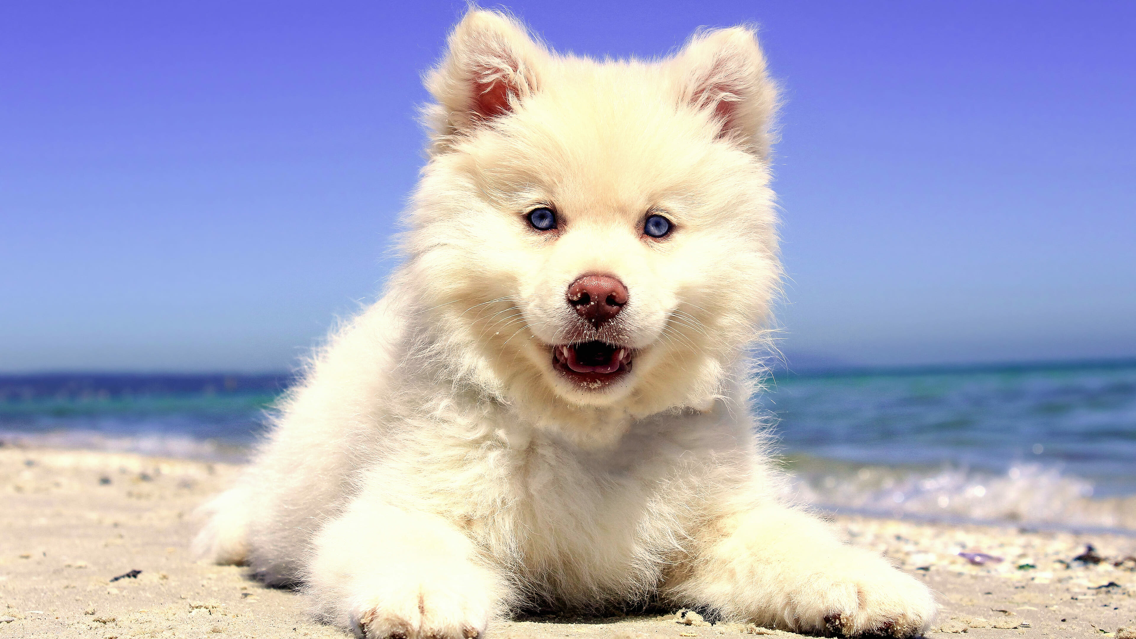 Puppy: The Samoyed, Dog breed, A juvenile dog. 3840x2160 4K Wallpaper.