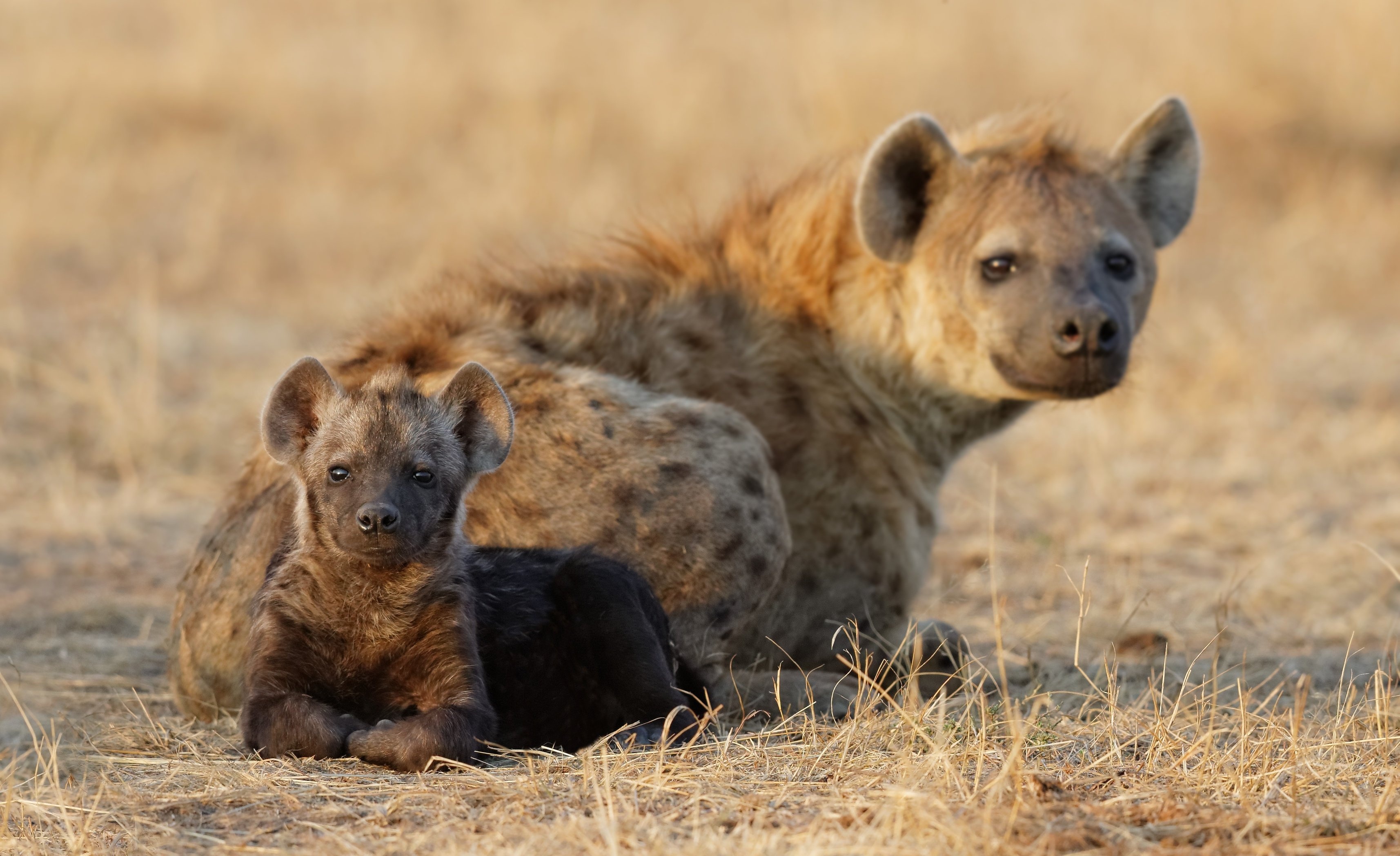 Mother and baby, Hyena Wallpaper, 3430x2100 HD Desktop