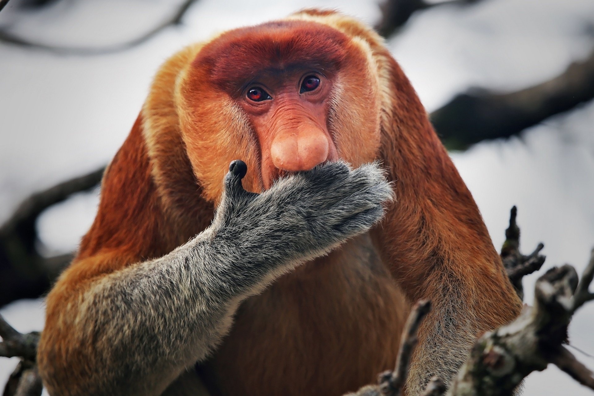Adorable Monkey Faces, Proboscis Monkey, Rainforest Dwellers, Unique Noses, 1920x1280 HD Desktop