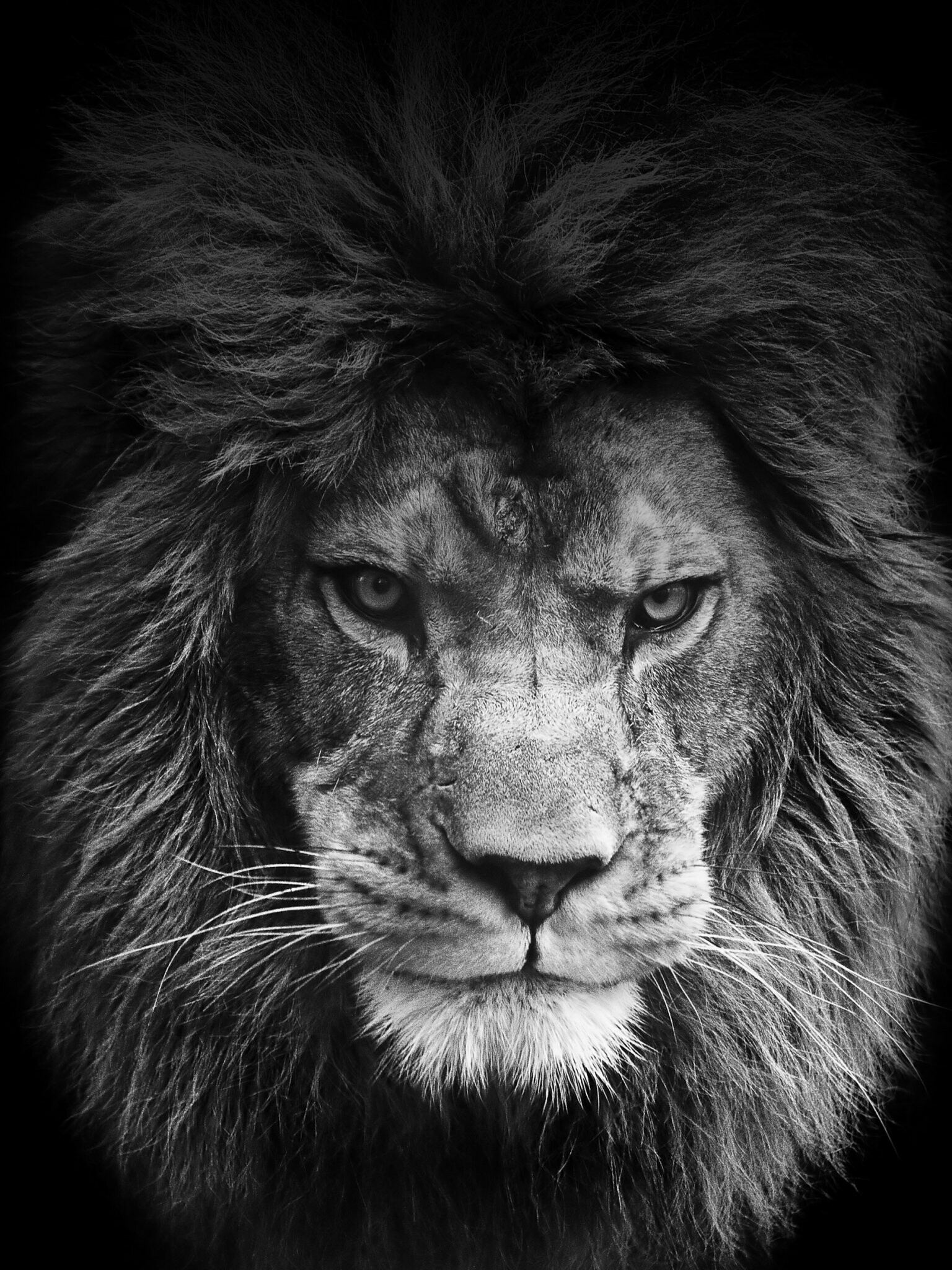 Lion: It appeared as a symbol of strength and nobility in cultures across Europe, Asia, and Africa, despite incidents of attacks on people, Monochrome. 1540x2050 HD Background.