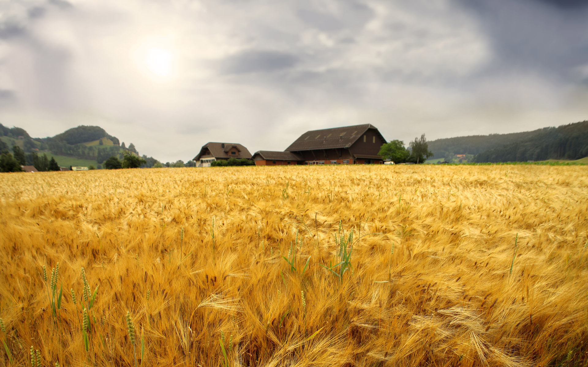 Farm: Rural dwelling, Wheat, A cereal grain that is a worldwide staple food. 1920x1200 HD Wallpaper.