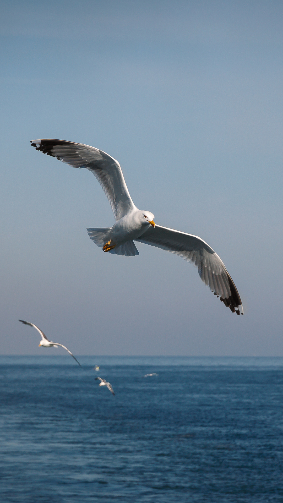 Animal, Seagull, Nature, Wildlife, 1080x1920 Full HD Phone