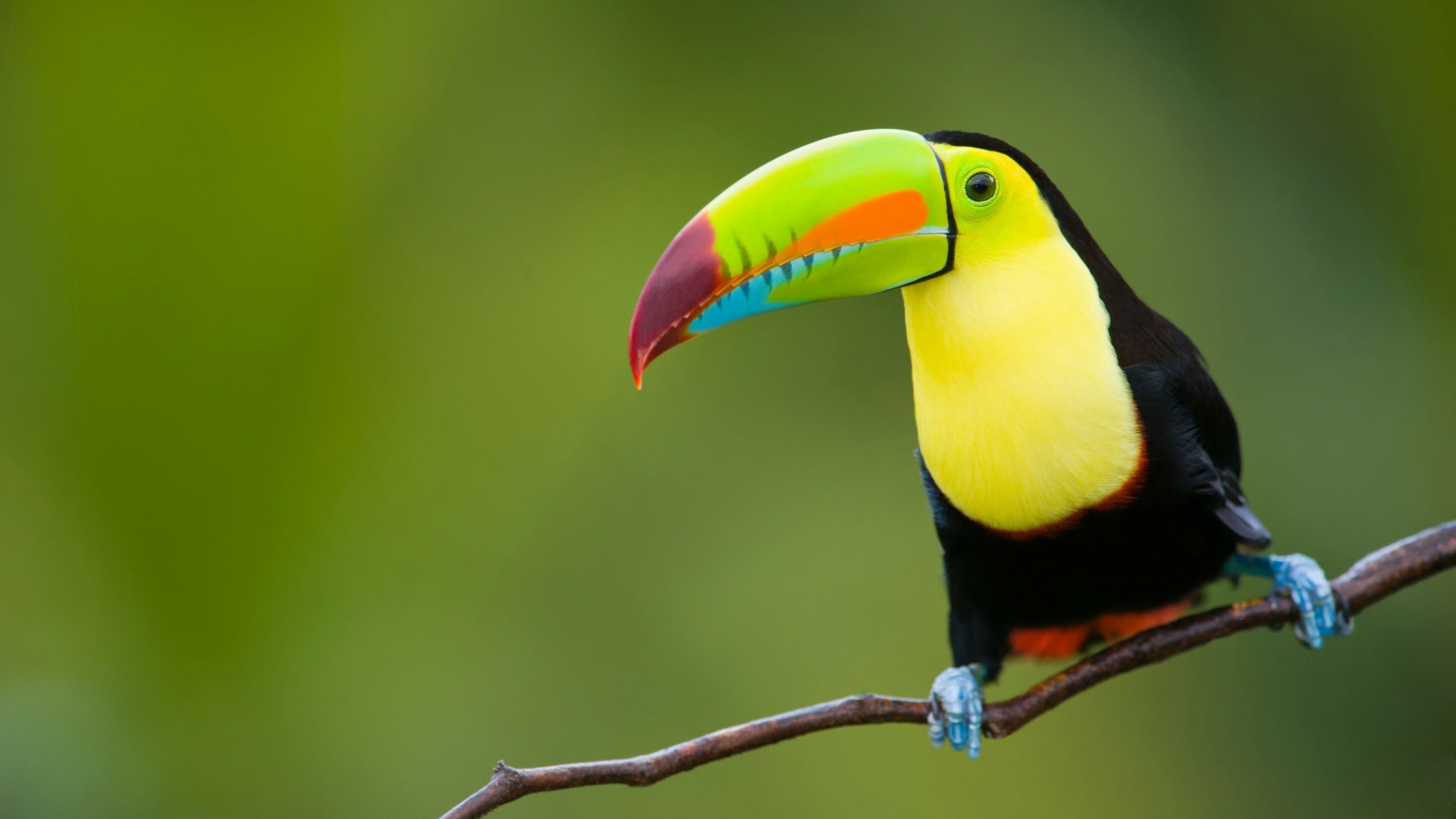 Bird: Toucan, Members of the Neotropical near passerine family. 3840x2160 4K Wallpaper.
