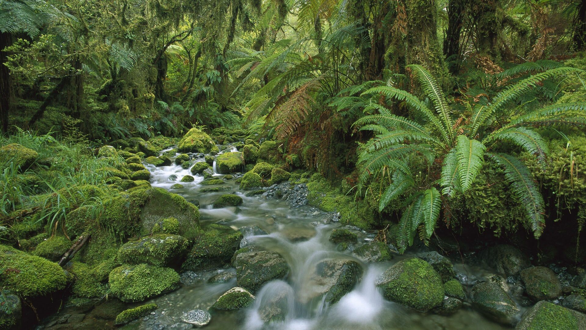 Rainforest: New Zealand, National park, Temperate woodland. 1920x1080 Full HD Background.