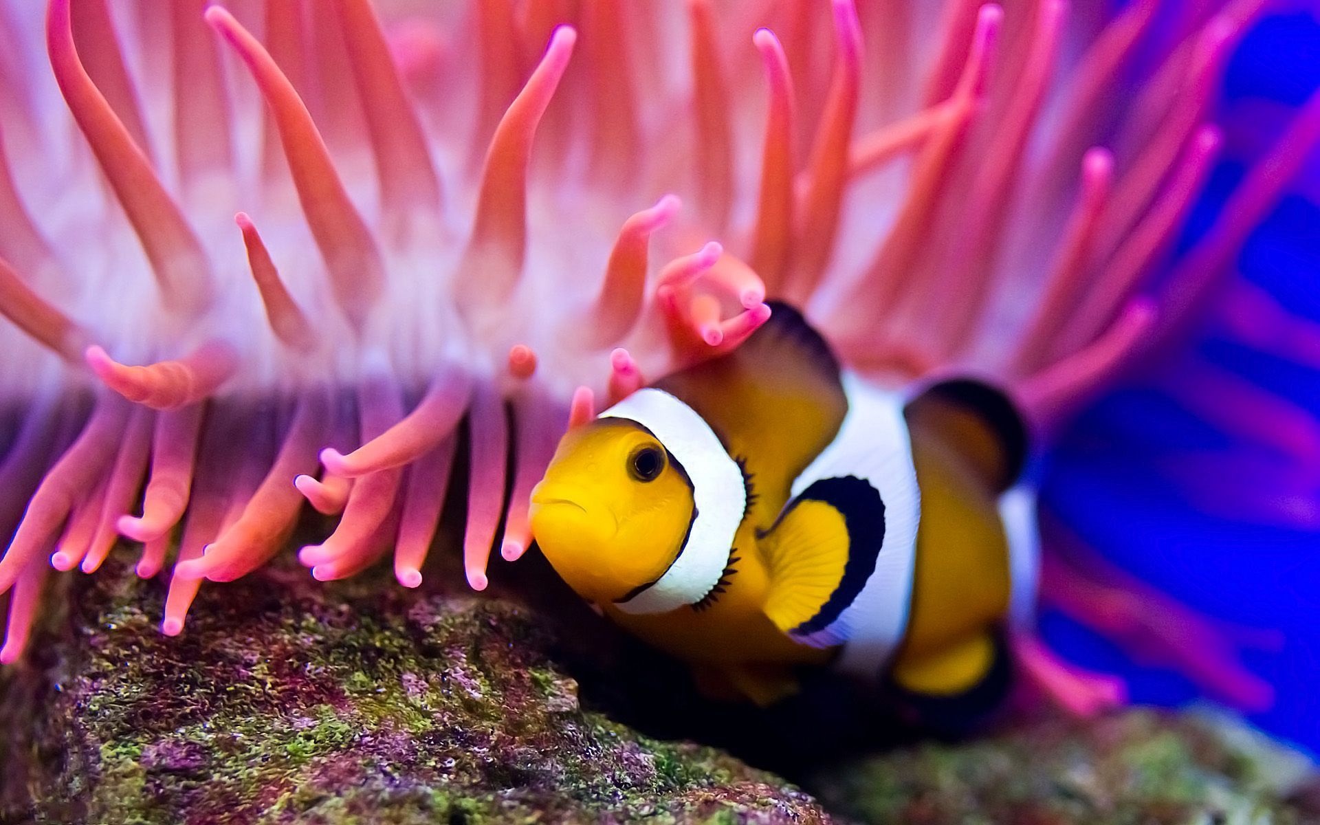Clown Fish: Amphiprion ocellaris, Lives nestled among the tentacles of a stinging anemone. 1920x1200 HD Background.