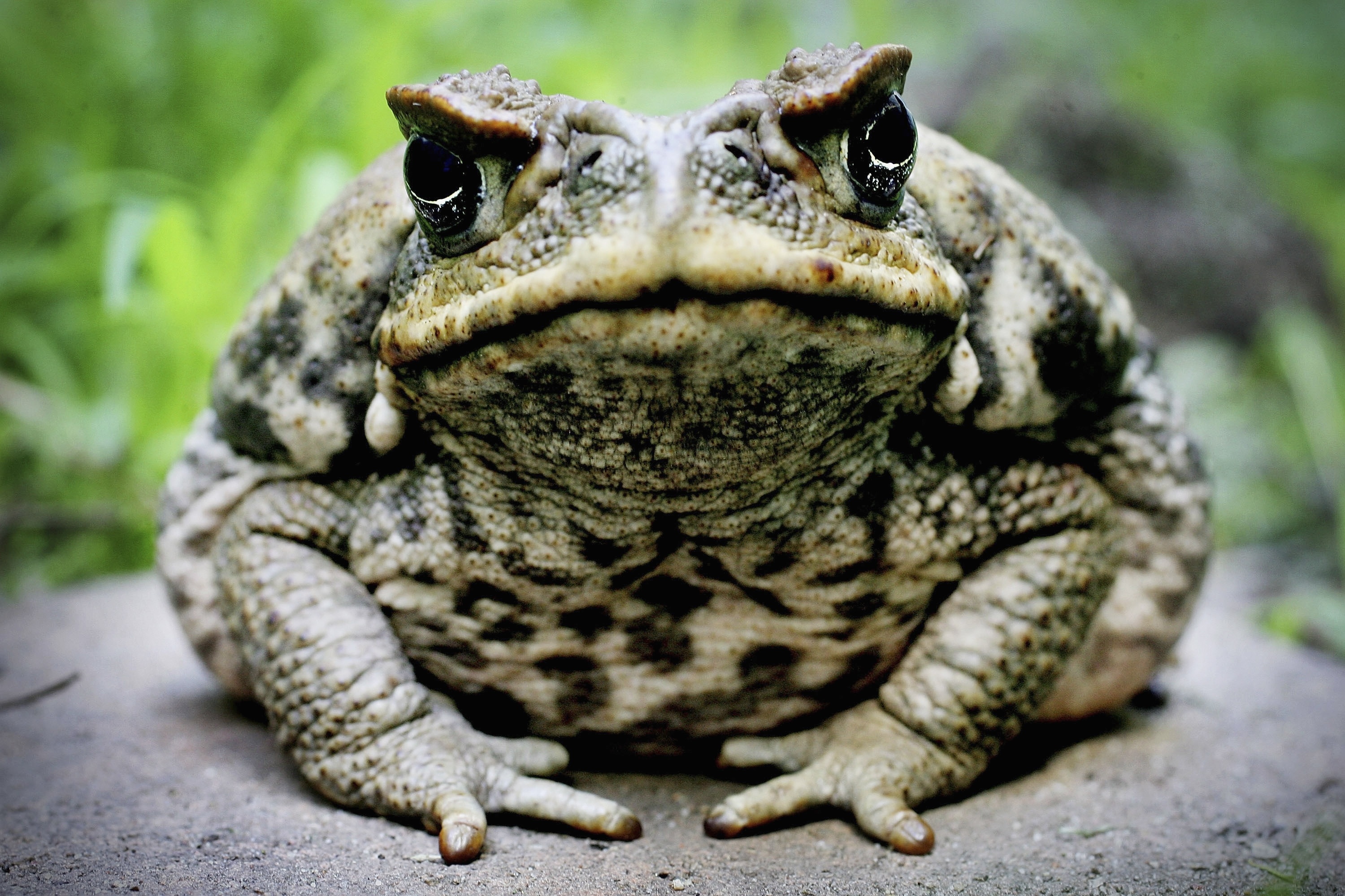 Cane toad wallpapers, Animal kingdom, High-quality images, Nature's spectacle, 3000x2000 HD Desktop