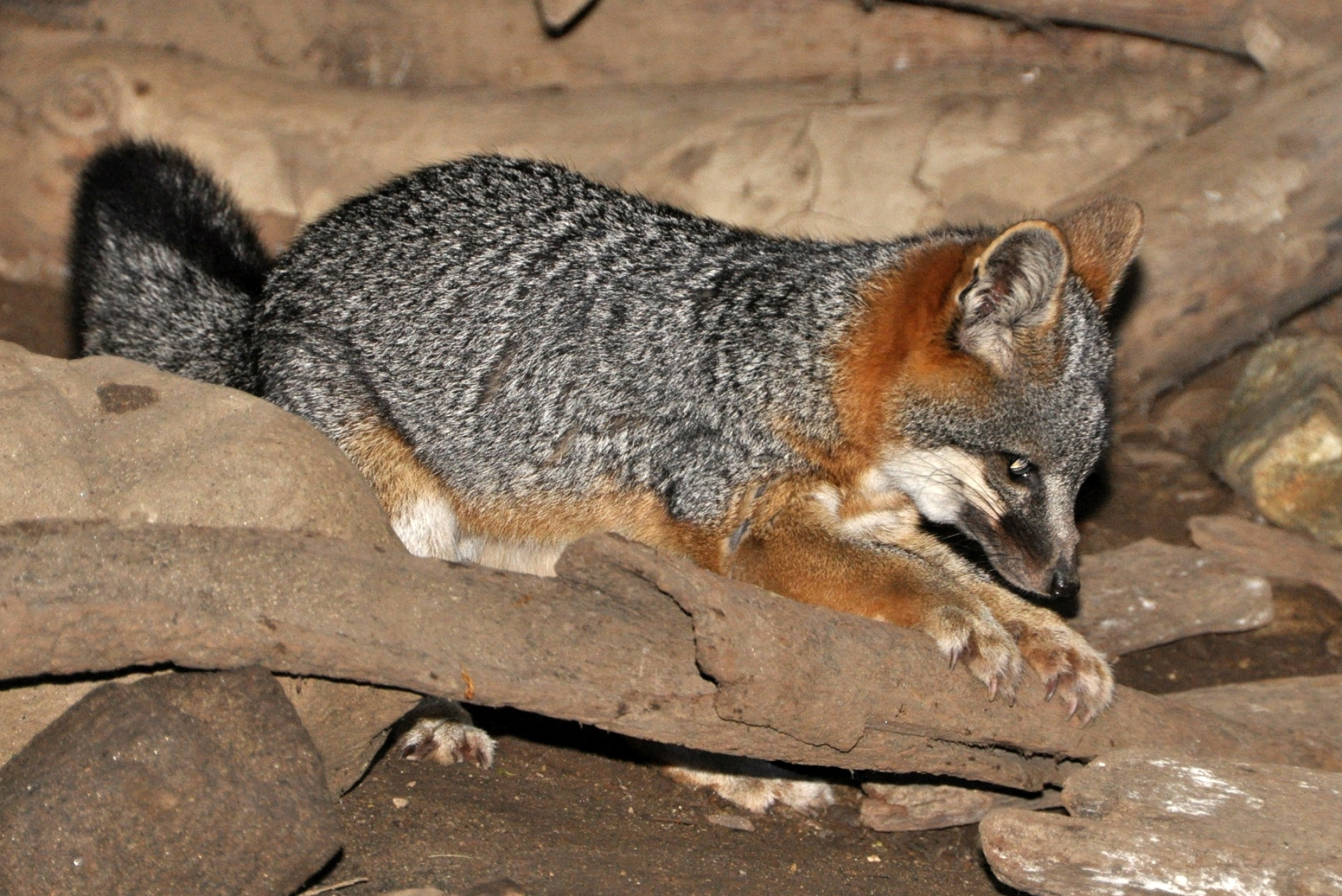 Gray Fox: Urocyon littoralis, The gray fox's diet, Regulator of small rodent populations. 2100x1410 HD Wallpaper.