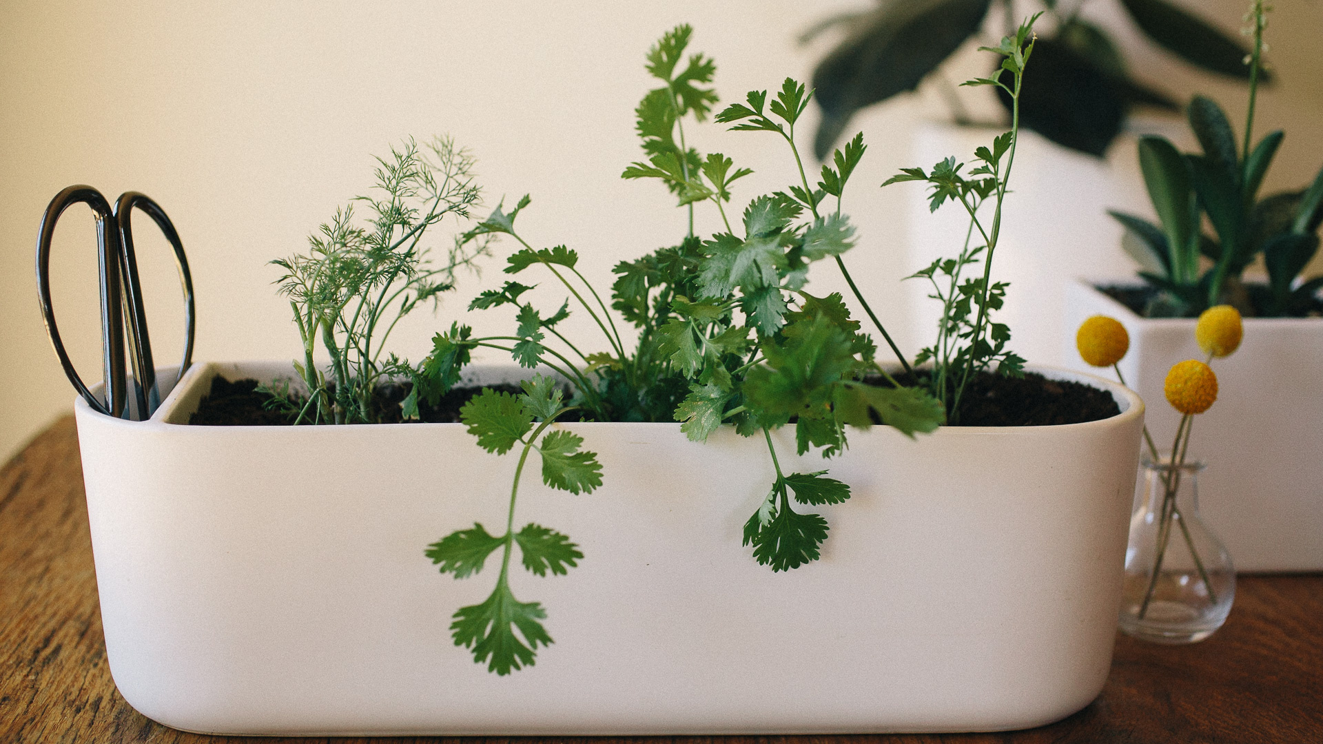 Easiest herbs to grow, Indoor gardening, Fresh flavors, Simple pleasures, 1920x1080 Full HD Desktop