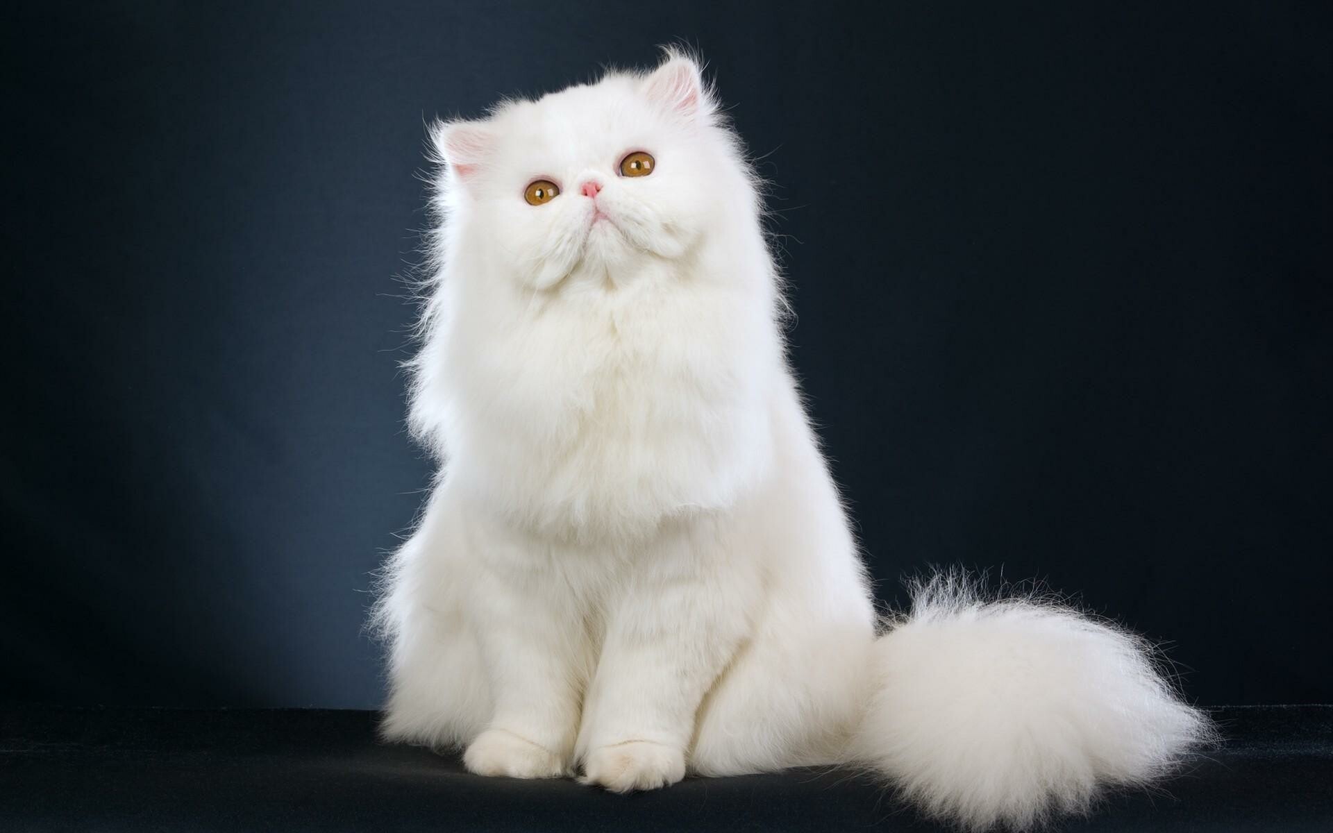 Persian Cat: Like all cats, Persians need a healthy diet, daily exercise, and lots of love as well as a little special attention when it comes to grooming. 1920x1200 HD Background.