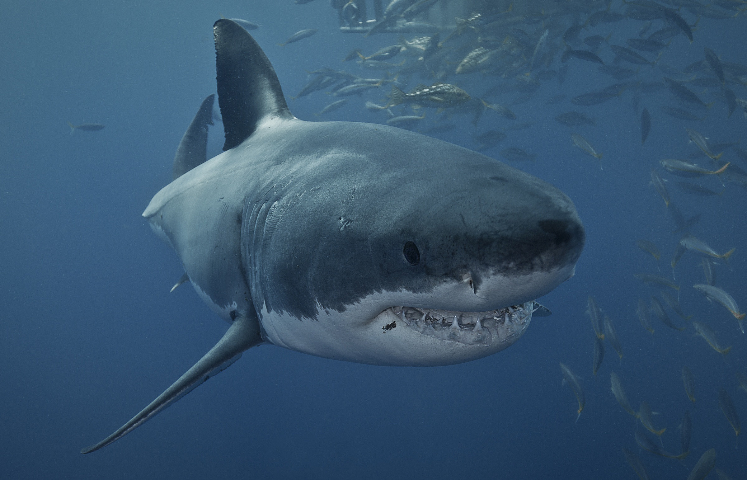 Great White Shark: Have five gill slits and eyes that do not have a protective membrane. 2400x1550 HD Wallpaper.