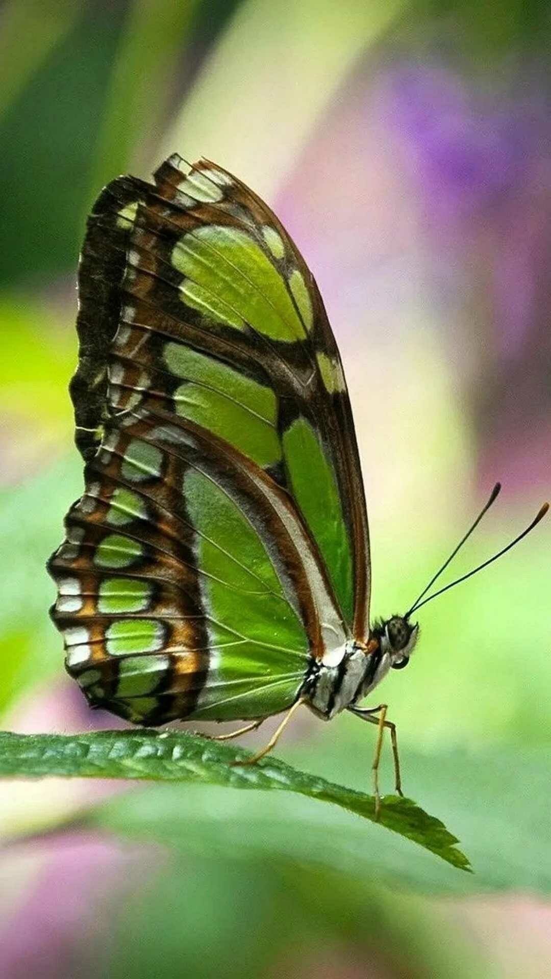 Butterfly: Butterflies use their antennae to sense the air for wind and scents. 1080x1920 Full HD Wallpaper.