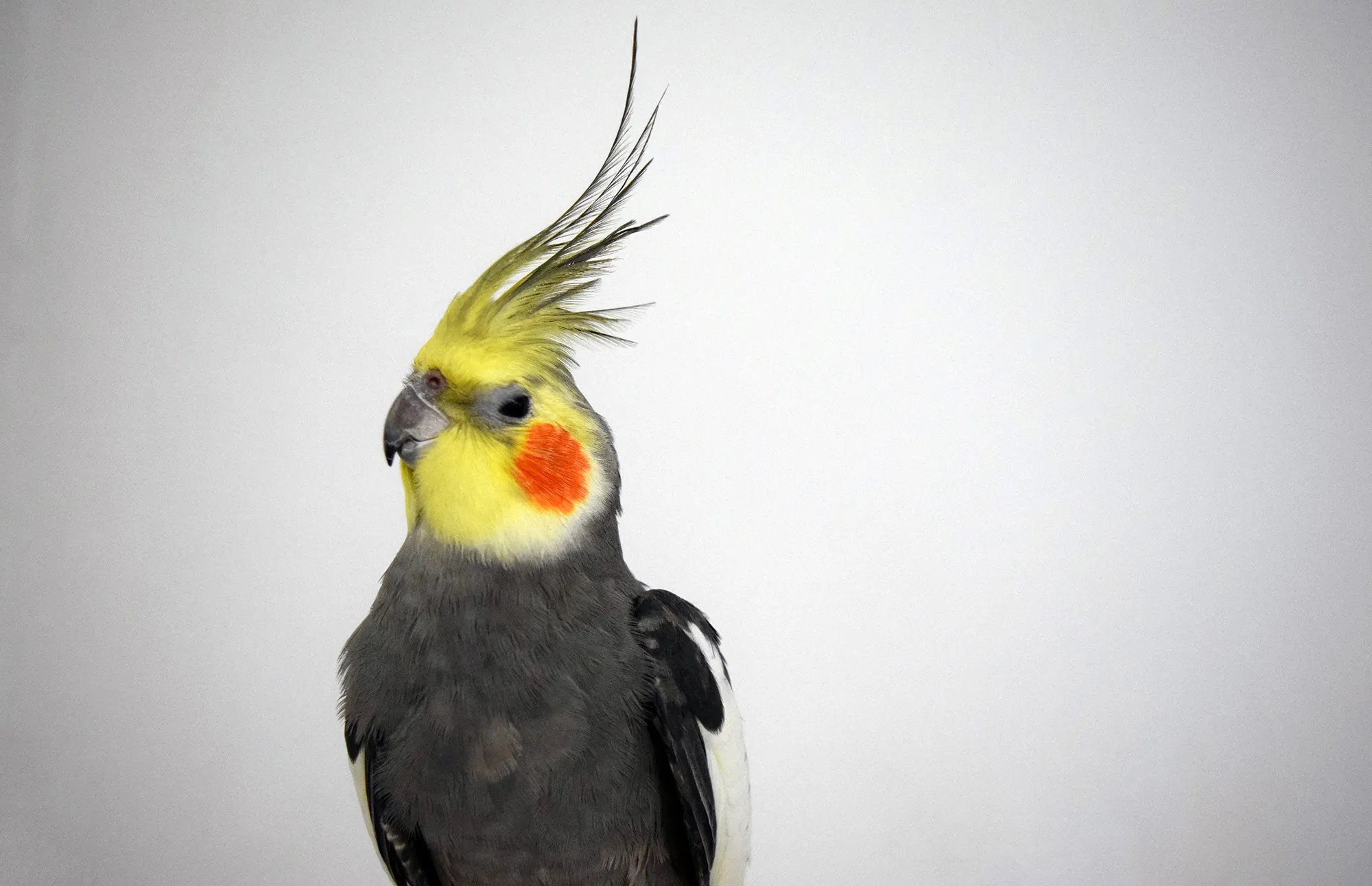 Perfect panache cockatiel, Stylish and sophisticated, Admirable plumage, Glamorous bird, 2000x1300 HD Desktop