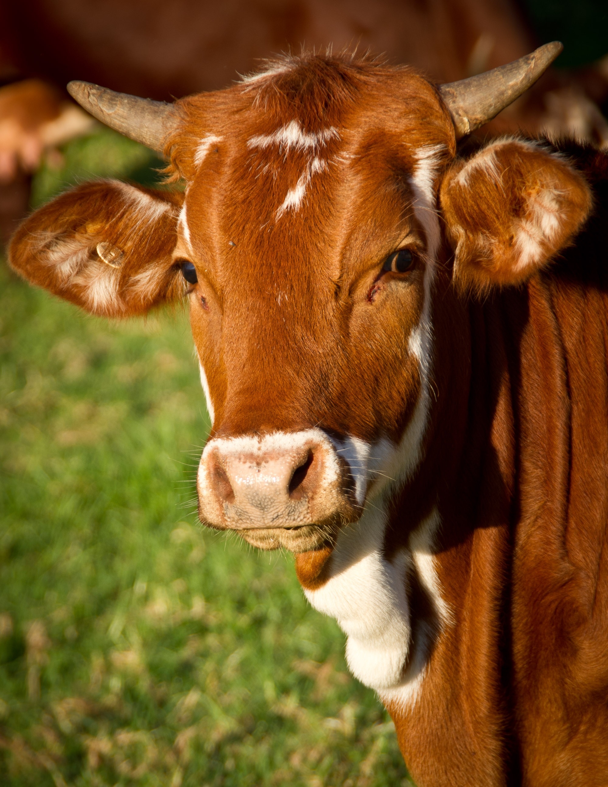 Diverse cow images, Large image collection, Free download, Versatile cow pictures, 2000x2590 HD Handy
