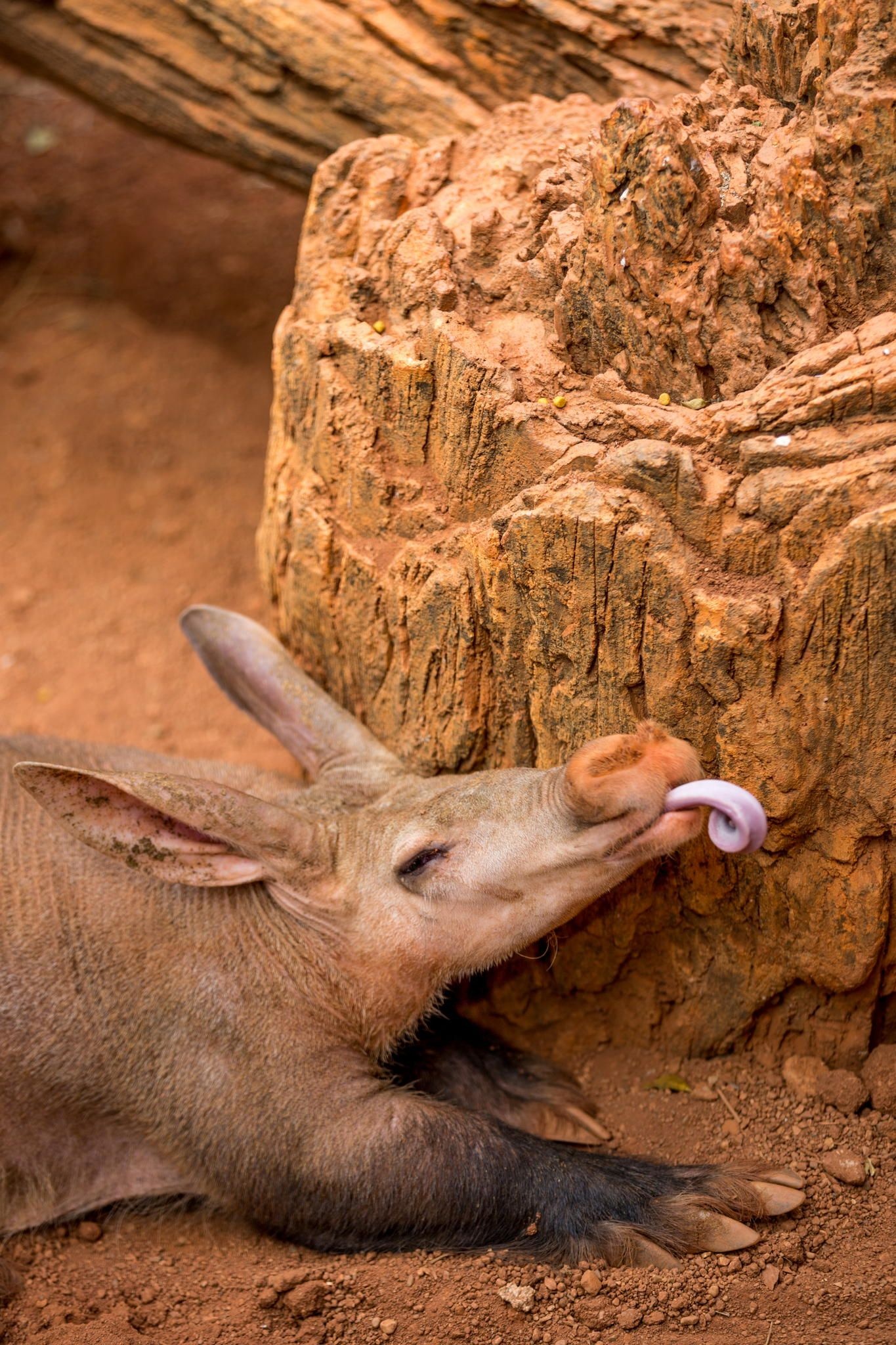 Aardvark, Incredible animals, Mammals, Ideas, 1370x2050 HD Phone