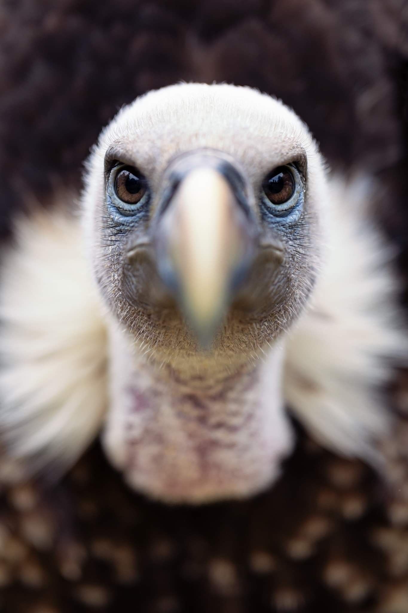 Griffon (Bird): White-rumped vulture, An Old World vulture native to South and Southeast Asia. 1370x2050 HD Background.