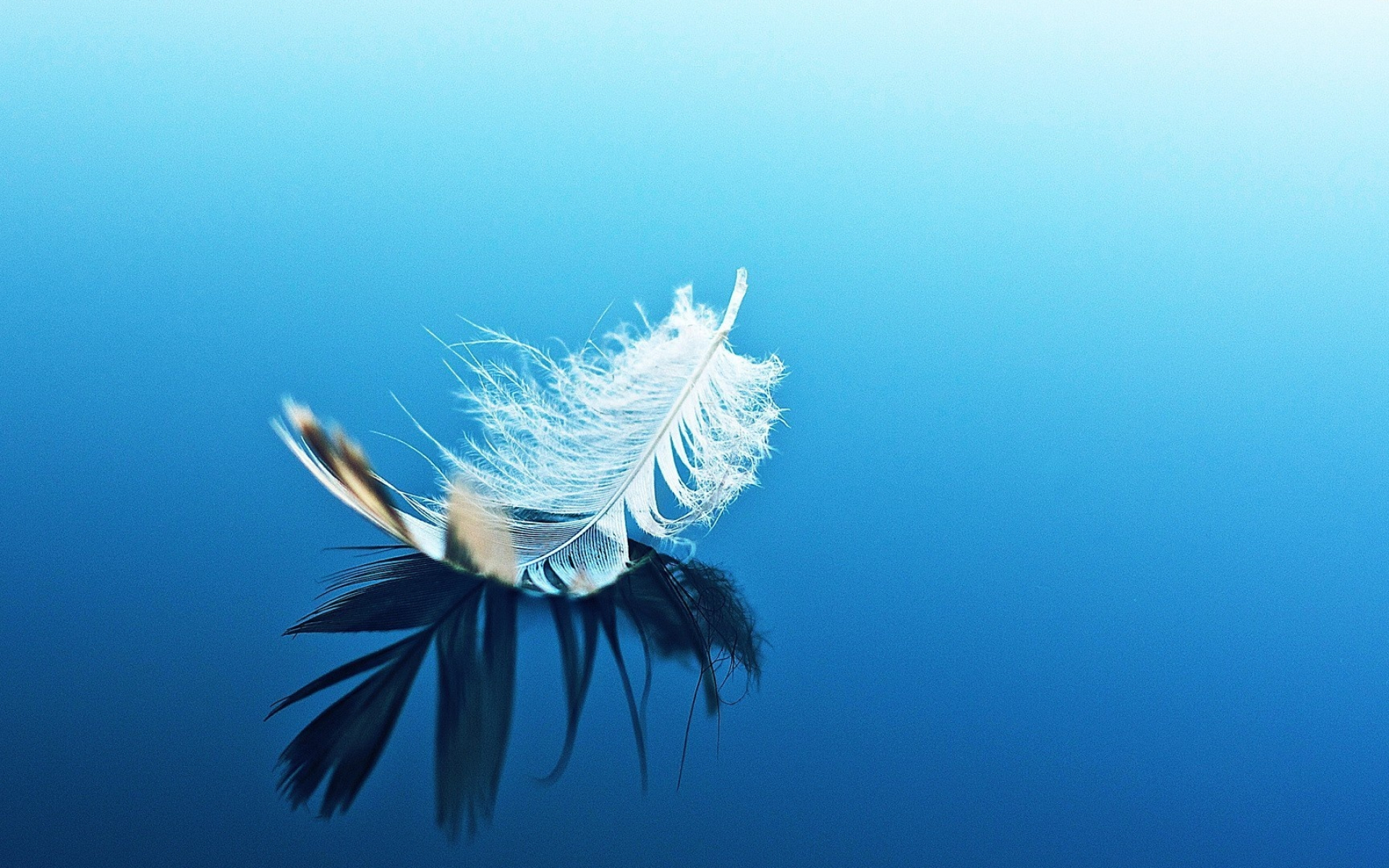Feather: Plumage, Aid in flight, thermal insulation, and waterproofing. 1920x1200 HD Background.
