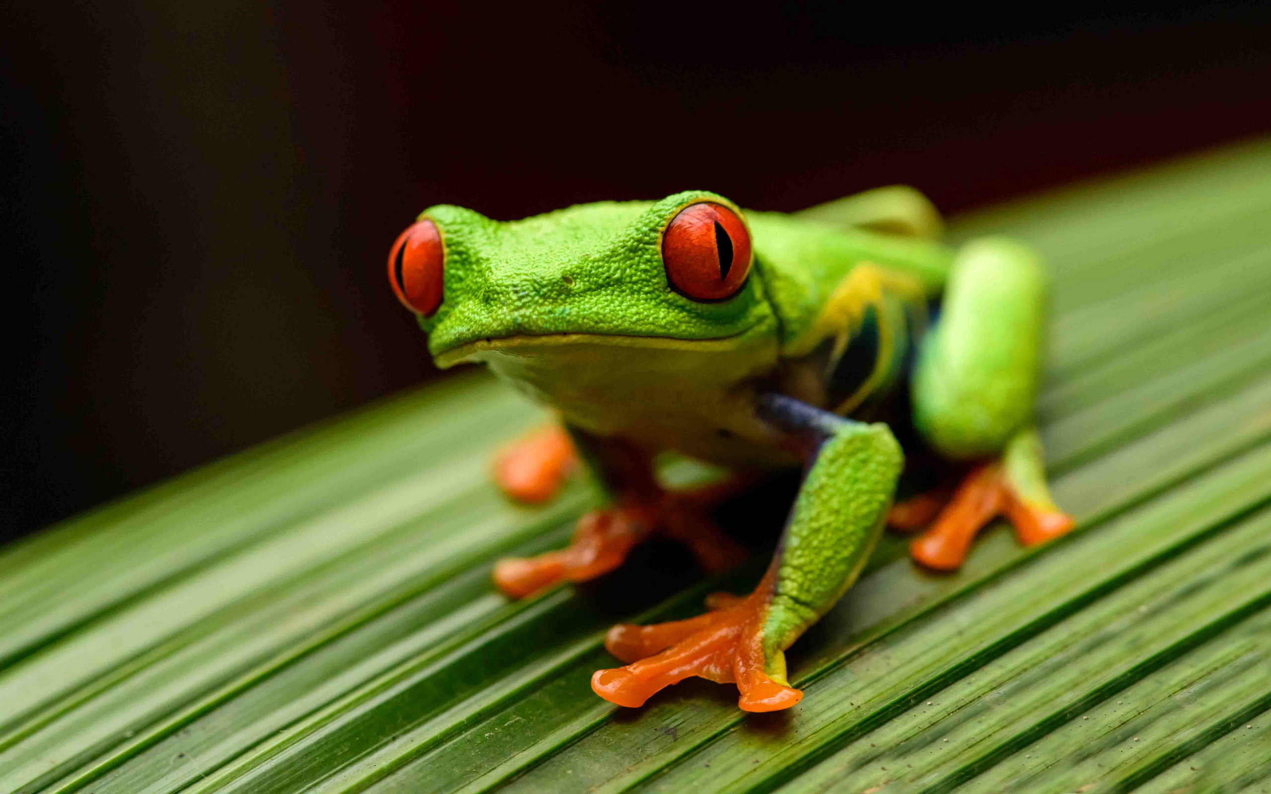 Red Eyed Tree Frog, Nature's vibrant creature, Unique amphibian, Lustrous red eyes, 2560x1600 HD Desktop