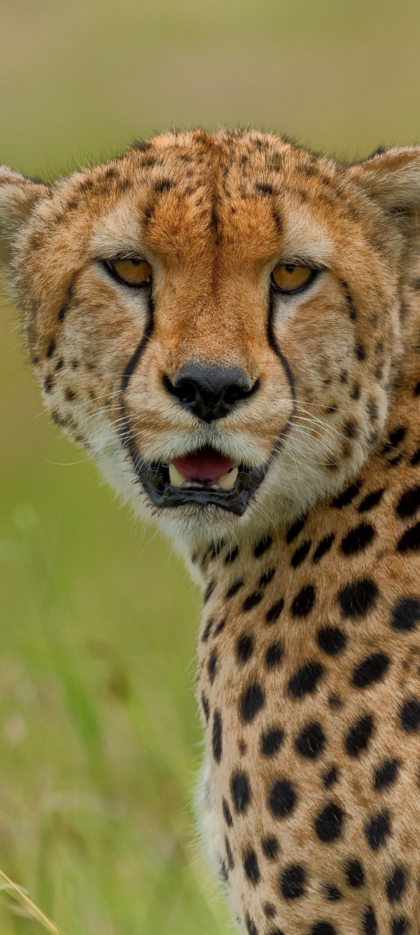 Animal cheetah, Majestic predator, Captivating wildlife, Powerful hunter, 1440x3200 HD Handy