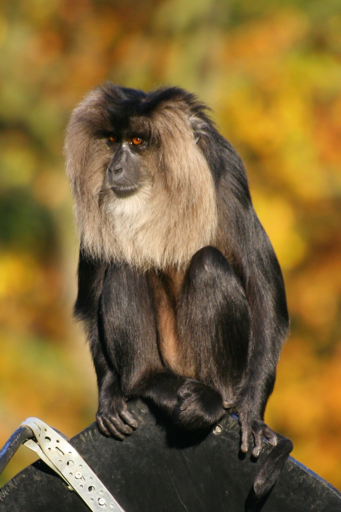Monkey, black monkey, animal evolution, evolutionary traits, 1300x1950 HD Handy