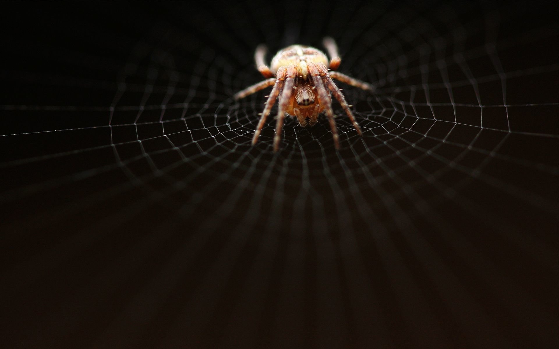 Spider wonders, Nature's intricate creatures, Captivating HD wallpapers, Animal fascination, 1920x1200 HD Desktop