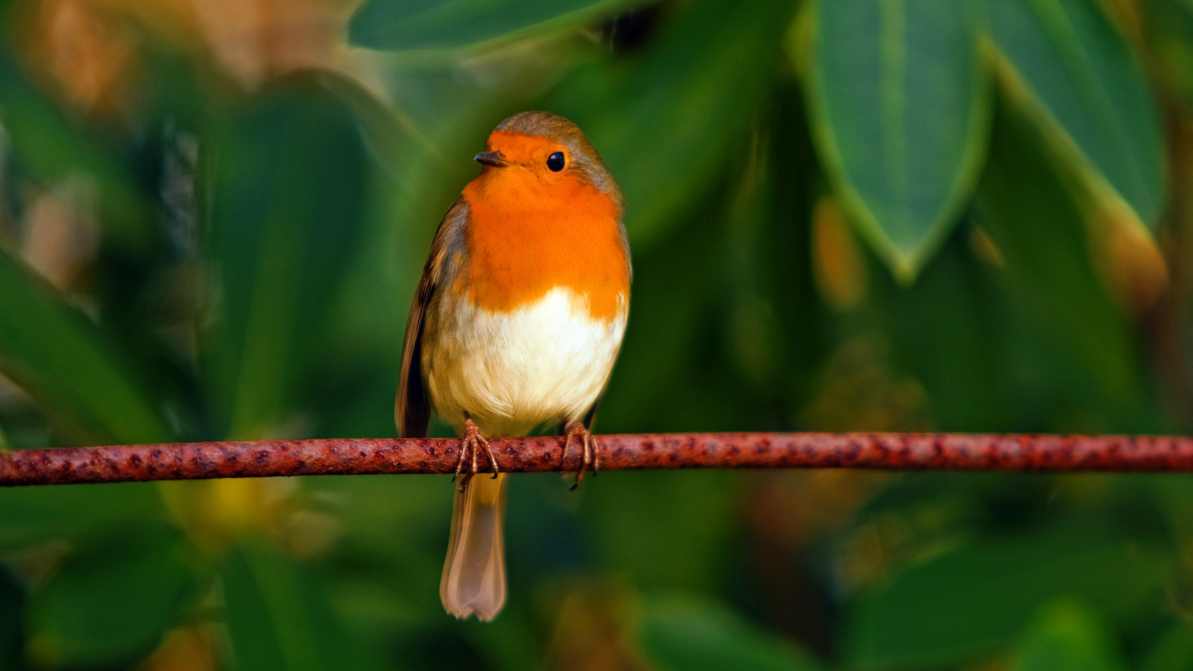 Robin bird, 4K wallpaper, Ultra HD resolution, Red plumage, 3840x2160 4K Desktop