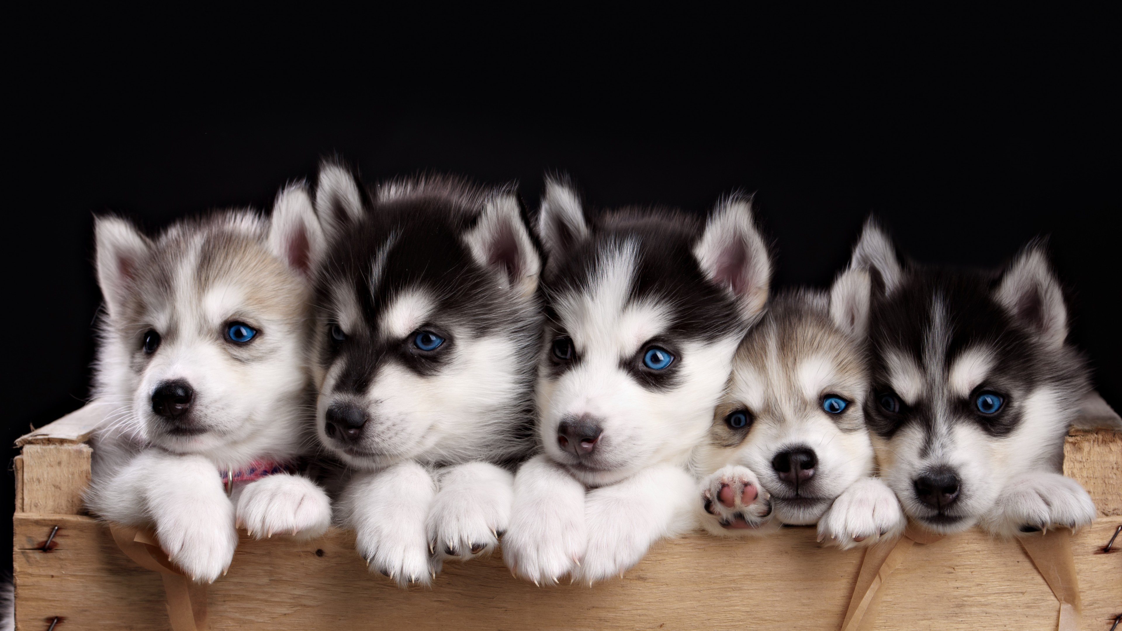 Cute husky wallpapers, Michelle Thompson's collection, Playful expressions, Irresistible charm, 3840x2160 4K Desktop