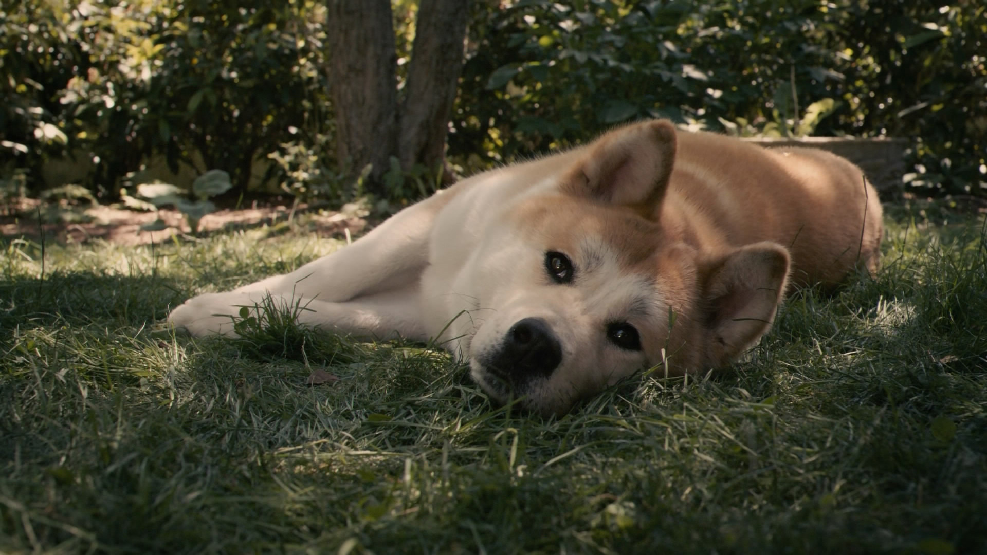 Akita dog, Majestic breed, Striking beauty, Graceful presence, 1920x1080 Full HD Desktop
