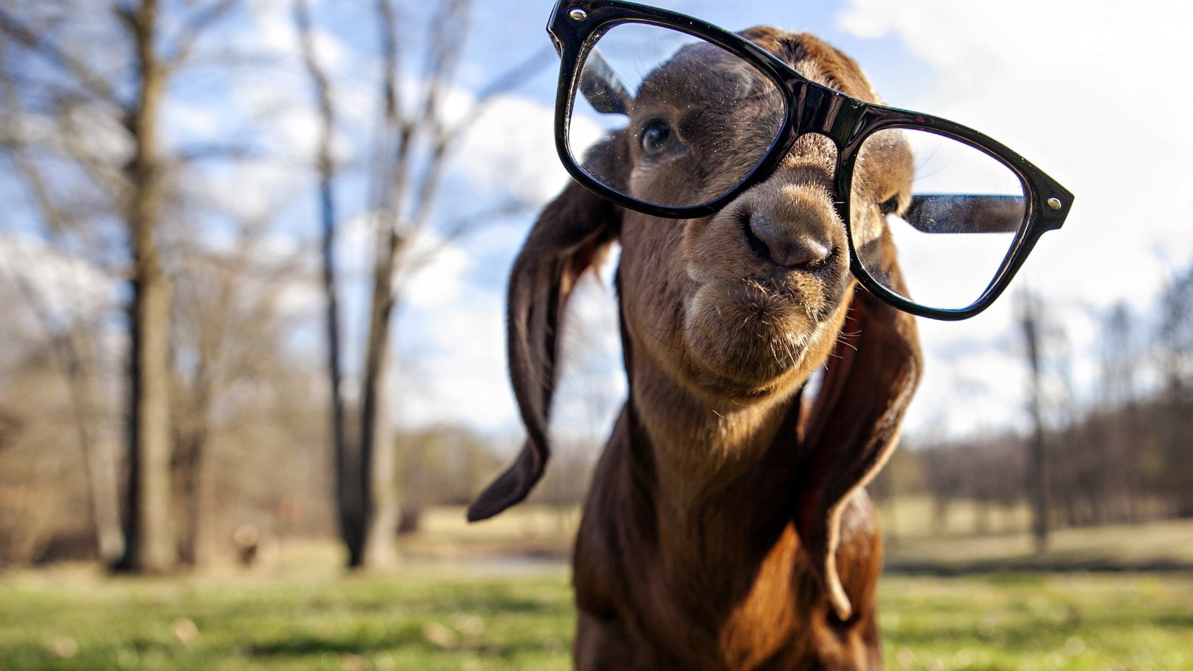 Goat with swag, HD excellence, Stylish attitude, Unparalleled coolness, 3840x2160 4K Desktop