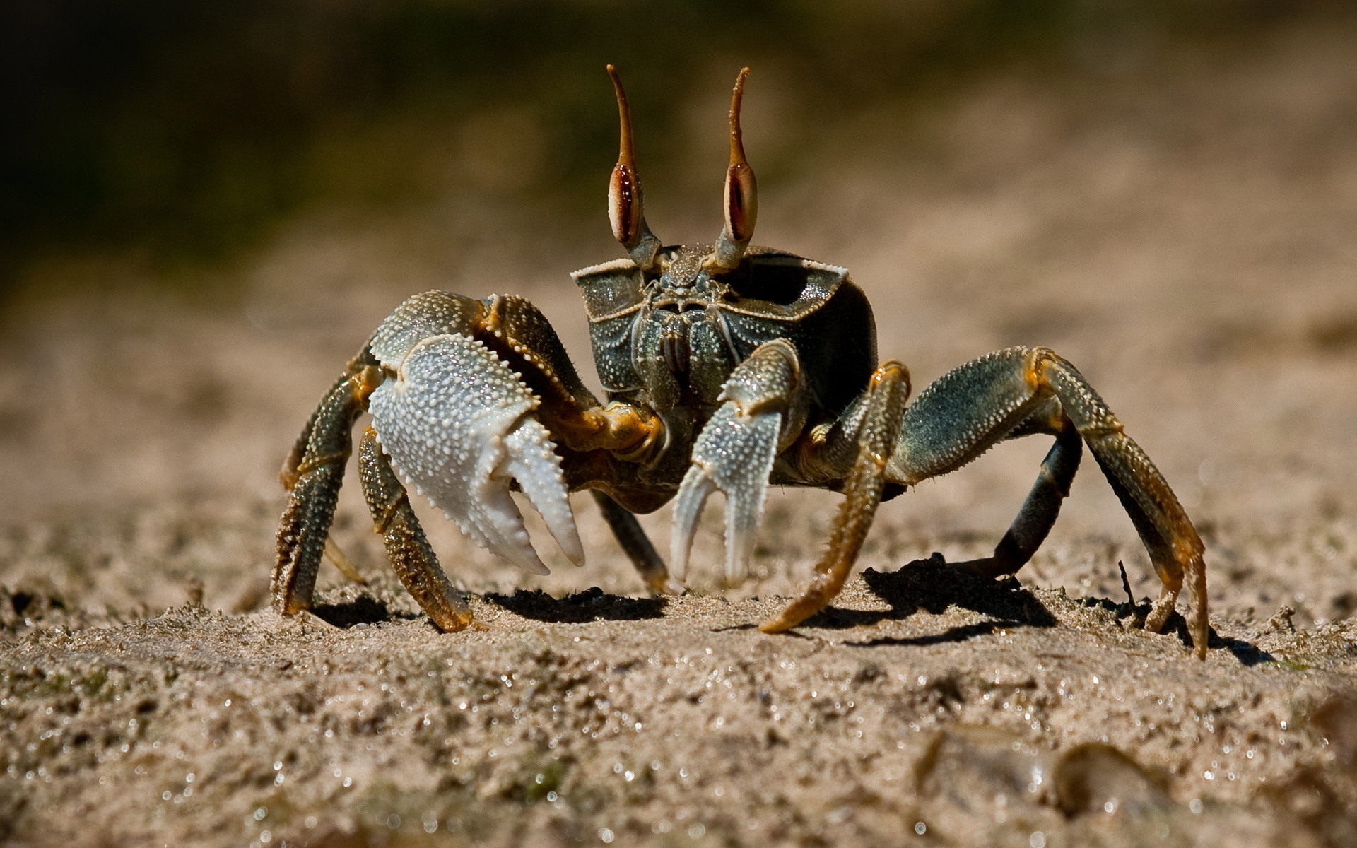 Crab: An invertebrate, Have their eyes on the stalks. 1920x1200 HD Background.
