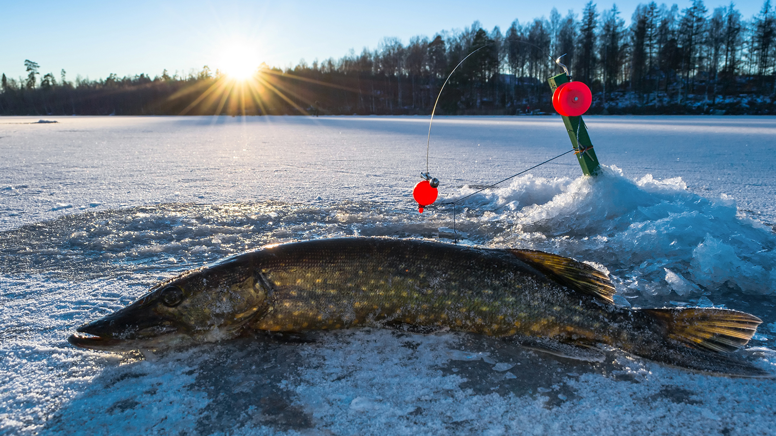 Ice Fishing, Fishing rod, Ice animals, 2560x1440 HD Desktop