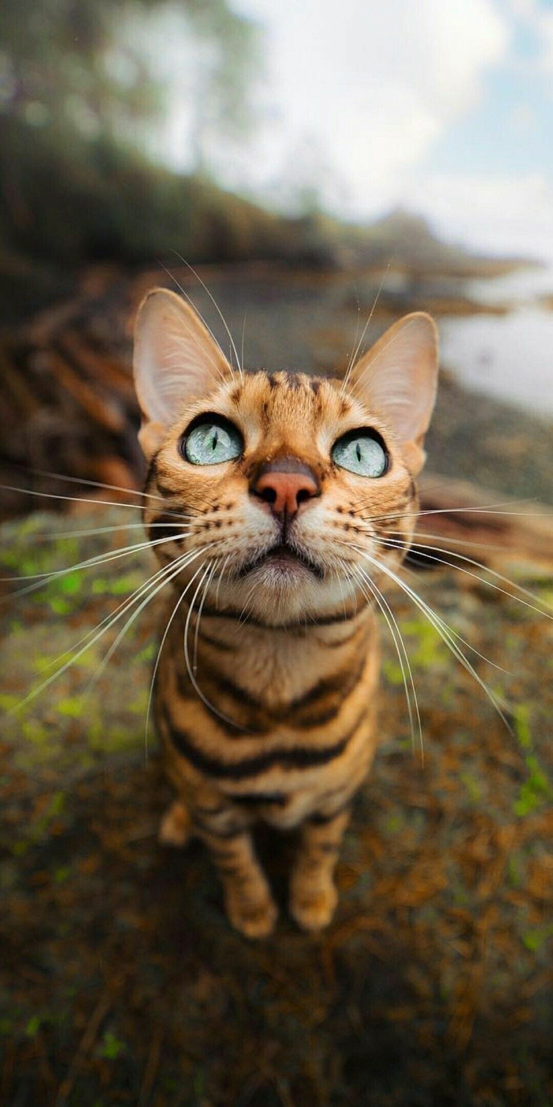 Bengal Cat: They're prized for their dense, short coats that are boldly patterned in different shades of brown, silver, and snow, Felidae. 1080x2160 HD Wallpaper.