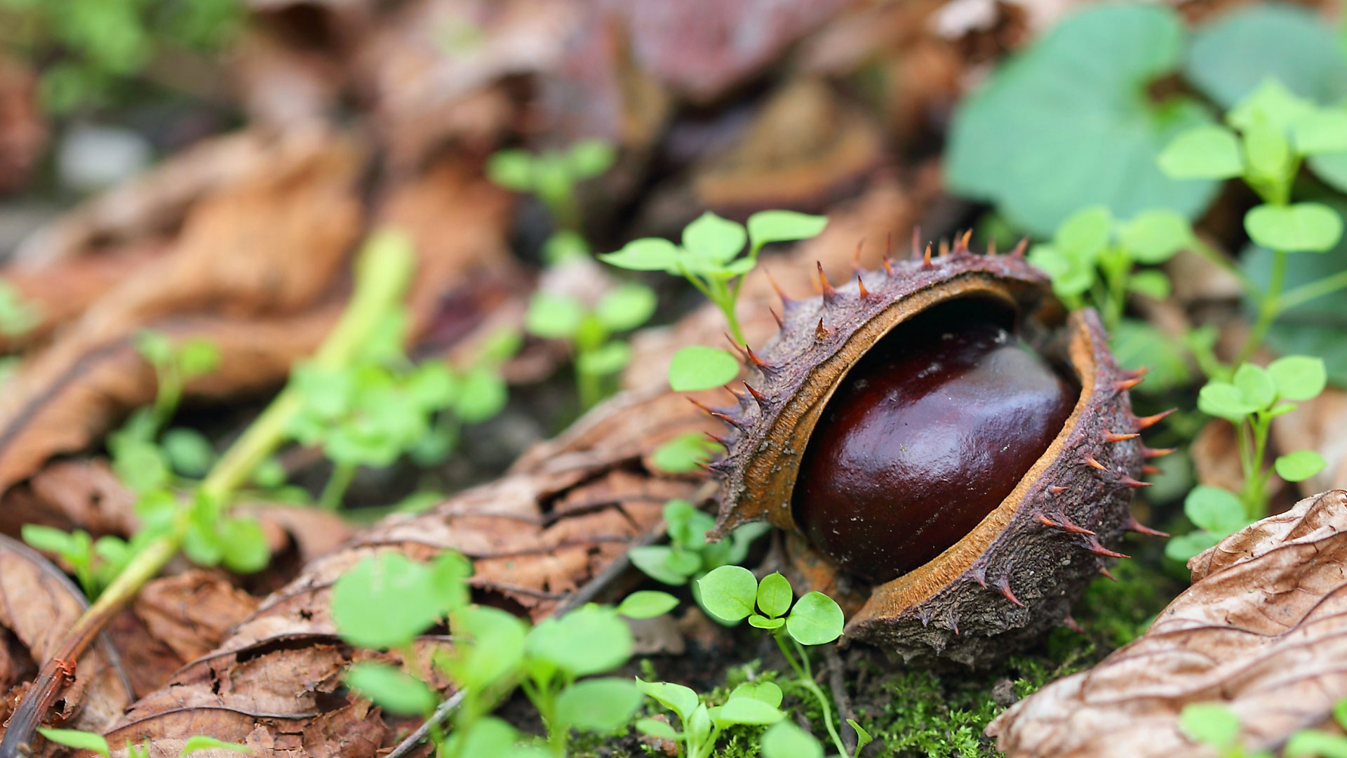 Chestnut wallpapers, Autumn-themed, Nature photography, Beautiful backgrounds, 1920x1080 Full HD Desktop