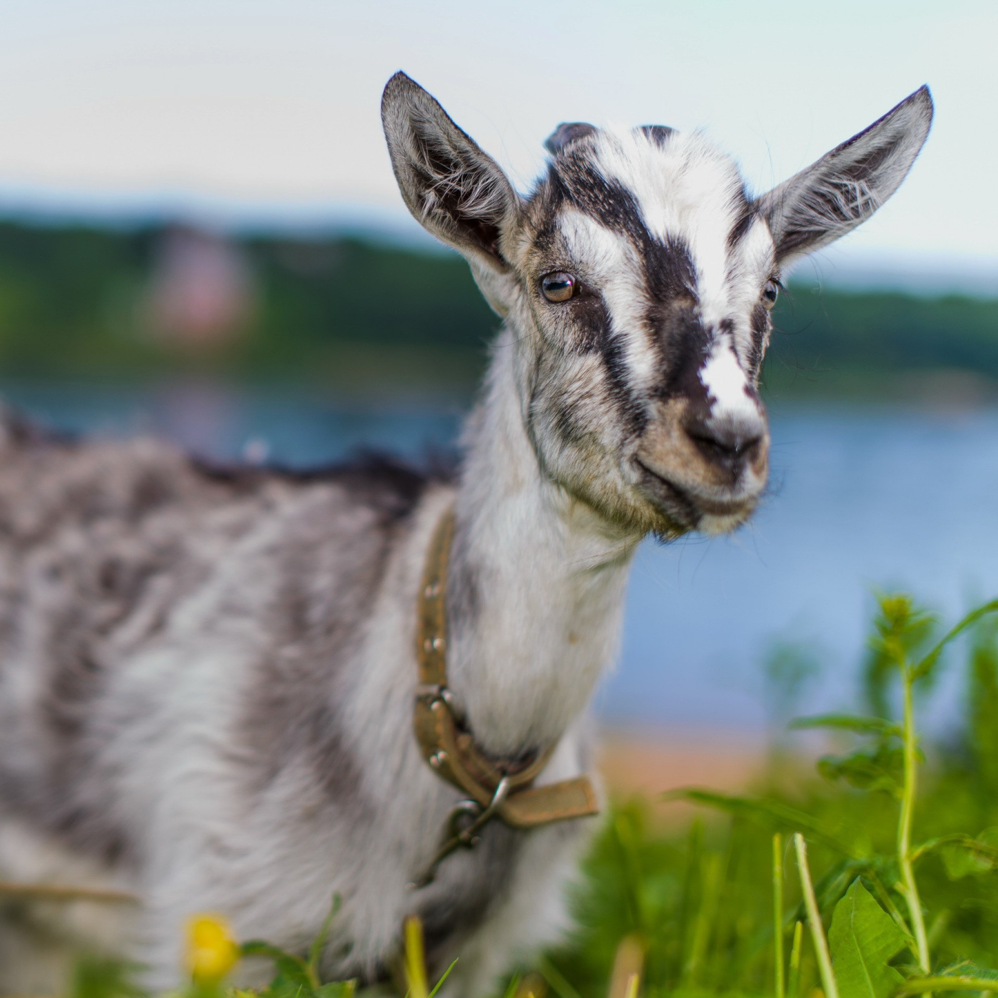 Variety of goat wallpapers, A collection of goat pictures, Diverse goat breeds, Goat-themed backgrounds, 2050x2050 HD Phone