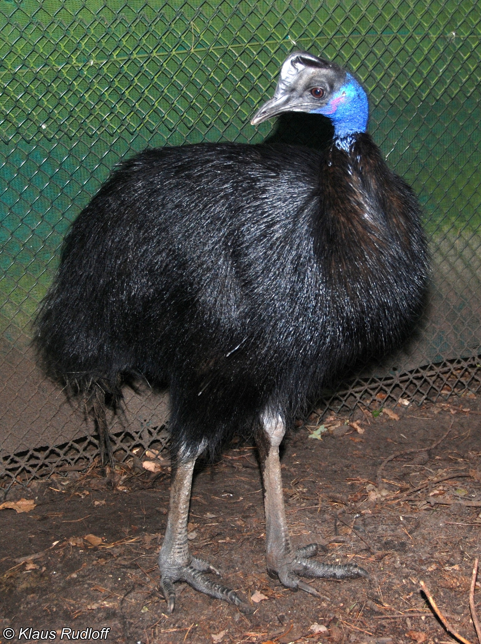 Dwarf cassowary image, Casuarius bennetti species, Unique bird photography, Intriguing avian discovery, 1570x2100 HD Phone